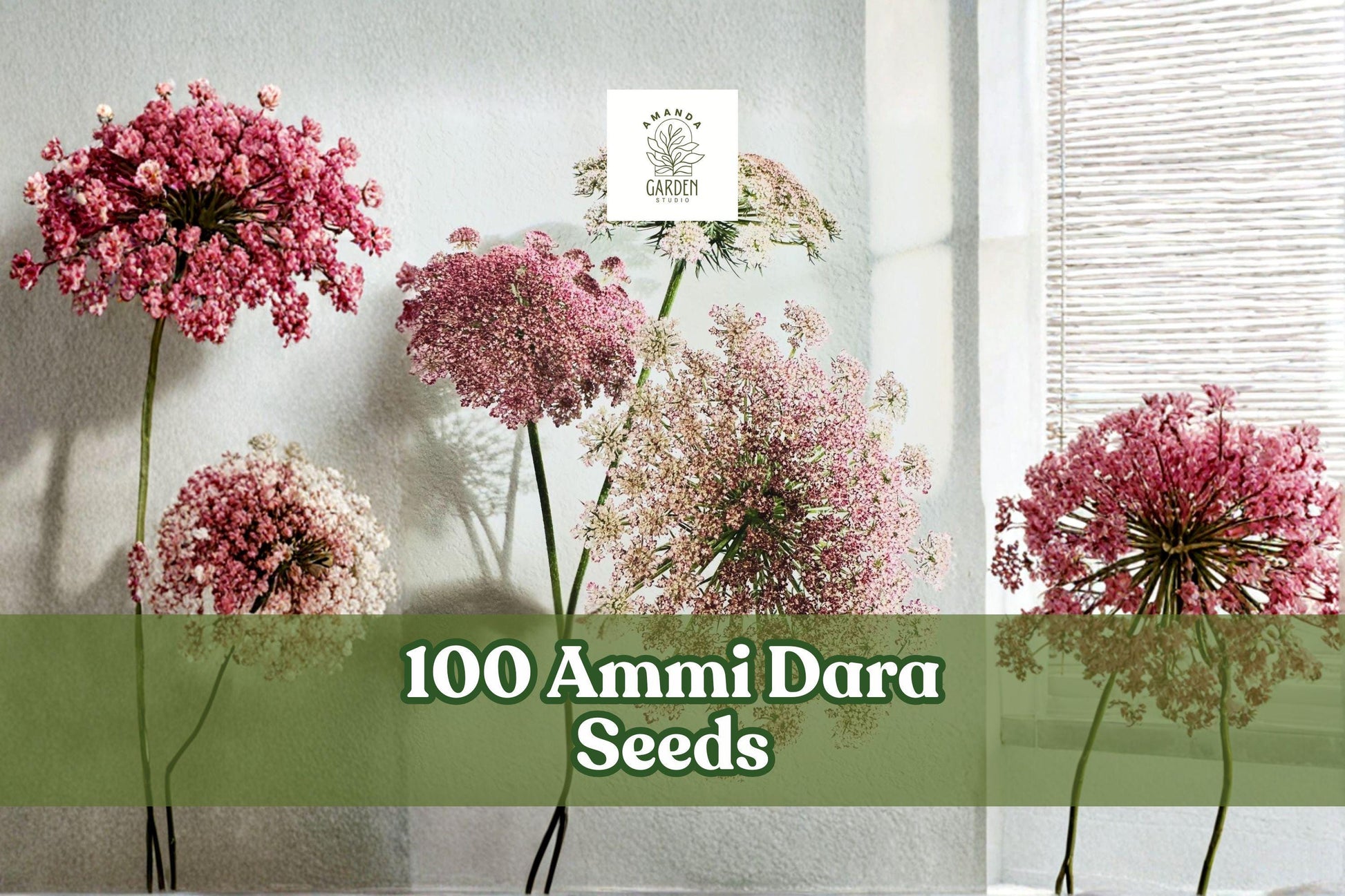 100 Ammi Dara Seeds – Mixed Color Queen Anne’s Lace Flower – Daucus carota Ornamental Annual for Garden Beds & Bouquets