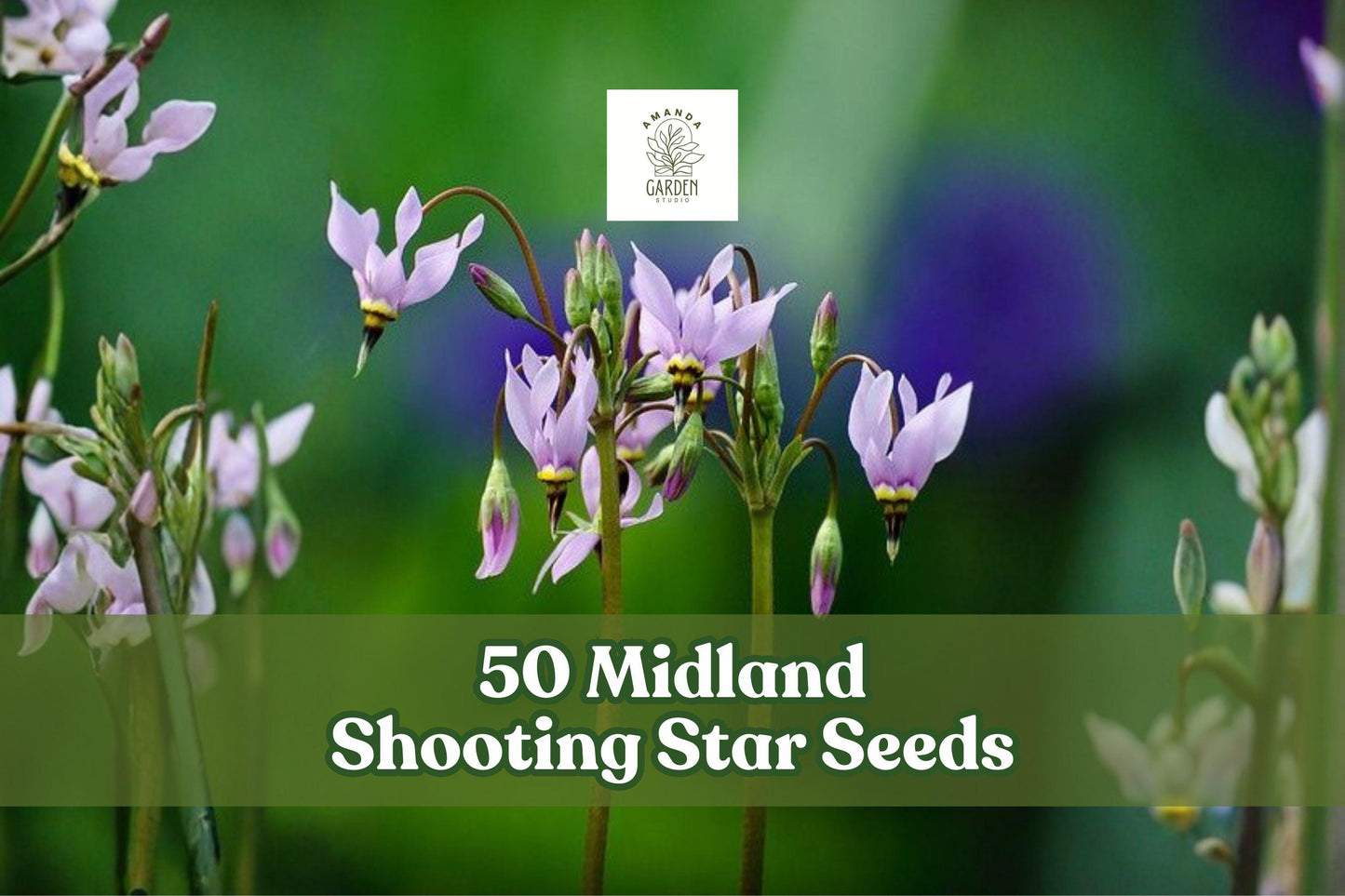 50 Midland Shooting Star Seeds – Dodecatheon meadia Native Wildflower for Prairie & Woodland Gardens