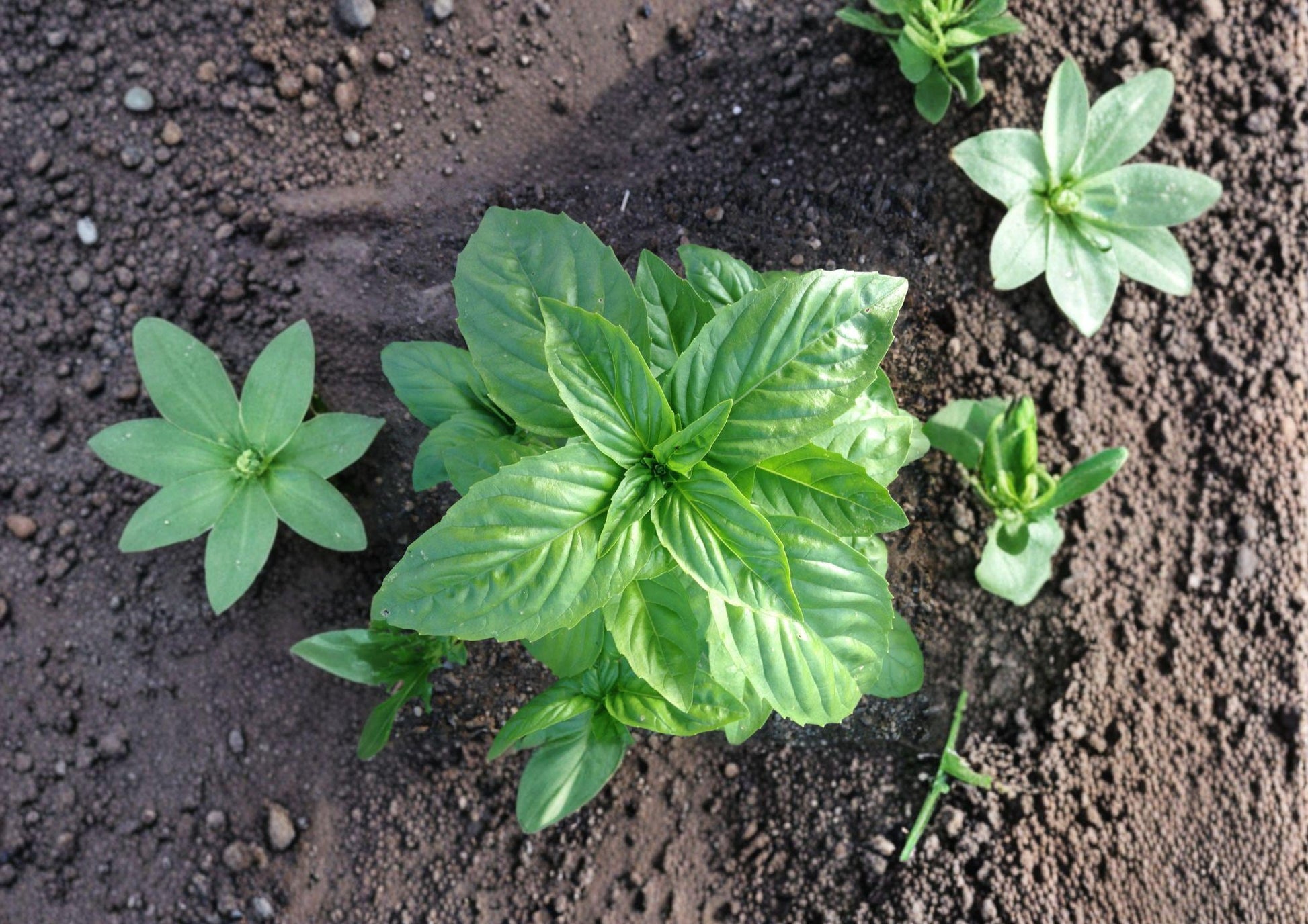 Genovese Basil Seeds Heirloom Sweet Italian Culinary Herb 500 Seeds for Pesto, Pasta, Salad