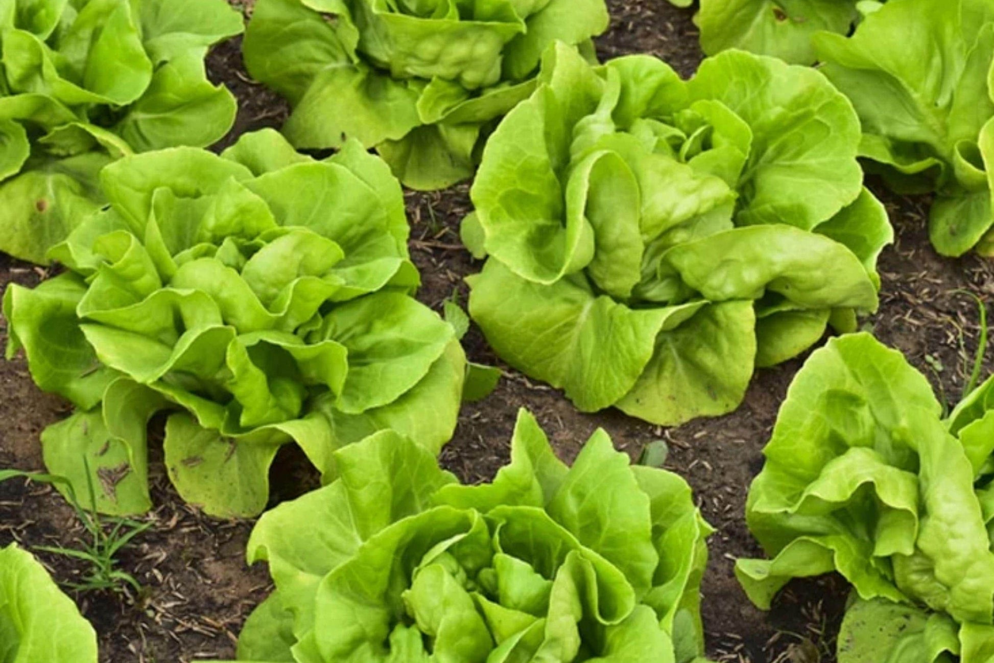 Buttercrunch Butterhead Lettuce Seeds, Heirloom, Non-GMO, Heat Tolerant, Compact, Tender Leaves, Cool Season, 1000 Seeds