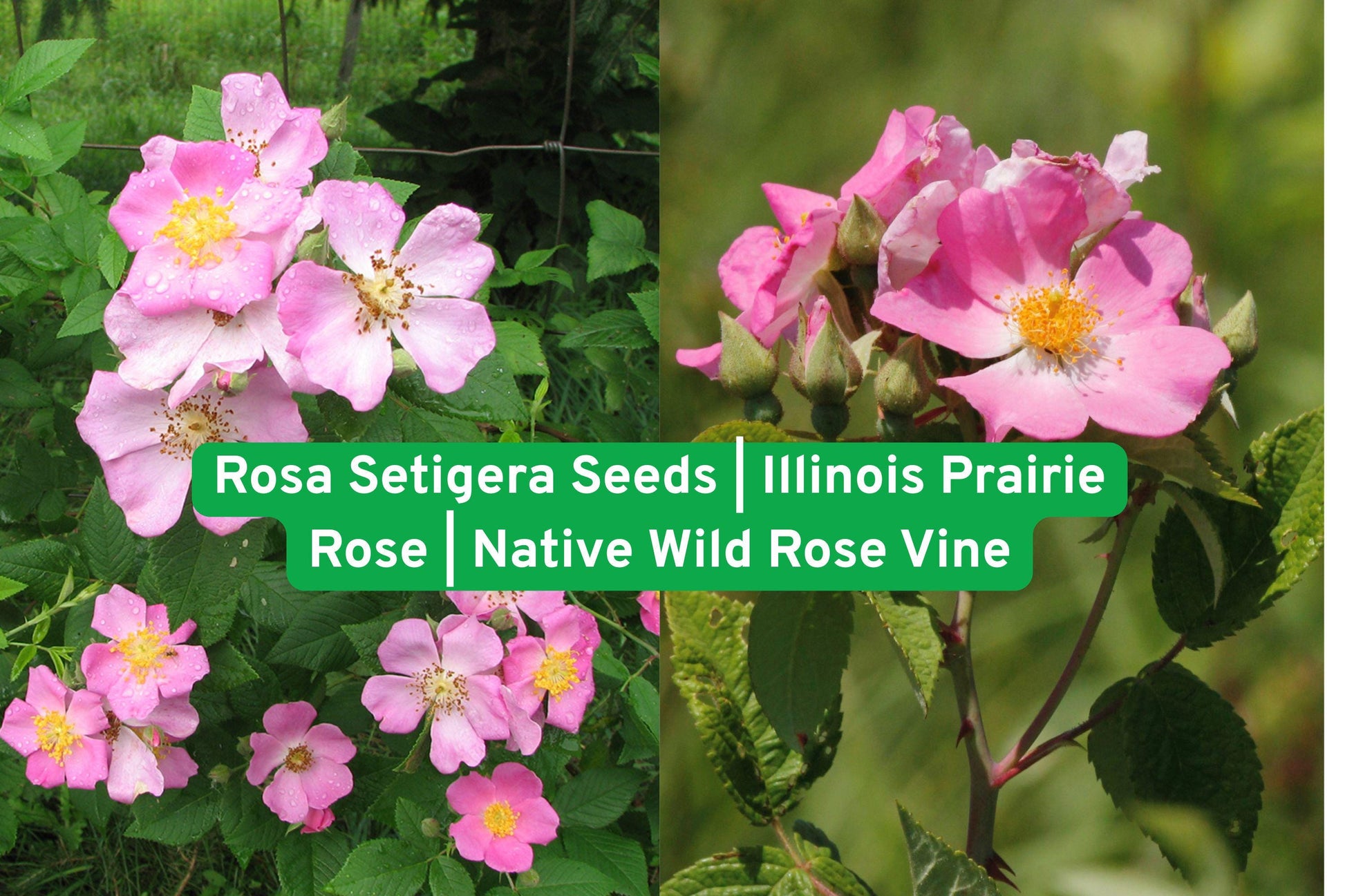 Illinois Prairie Rose Seeds, Native Wild Rose Vine, Climbing Rose Seeds, Pink Flower Seeds, Pollinator Friendly Seeds, Wildlife Garden Seeds, Hedgerow Plant Seeds, Native North American Seeds, Fragrant Rose Seeds, Low Maintenance Rose, Decorative Rose Hips, Perennial Shrub Seeds, Trellis Climbing Plant