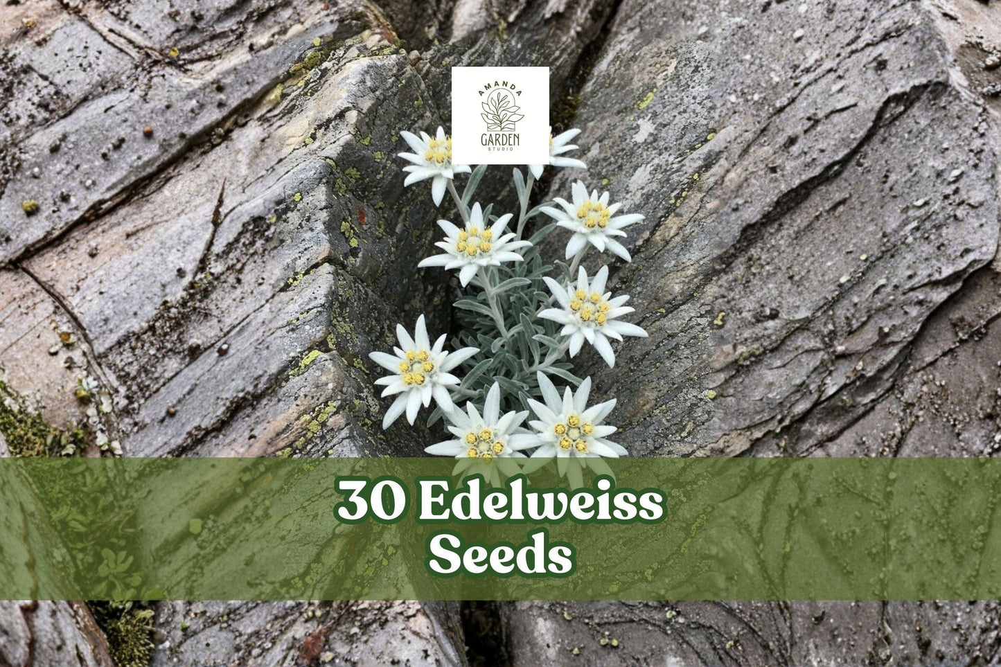 30 Edelweiss Seeds – Leontopodium alpinum Alpine Perennial Flower with White Star-Shaped Blooms for Rock Gardens and Alpine Beds