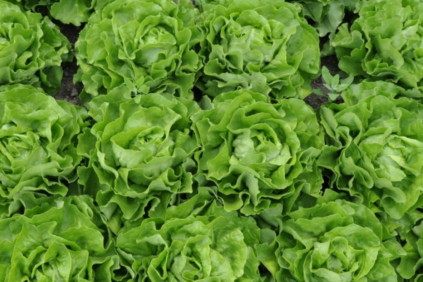 Tom Thumb Butterhead Lettuce Seeds - Heirloom Non-GMO Compact Mini Bibb Lettuce for Small Gardens & Containers