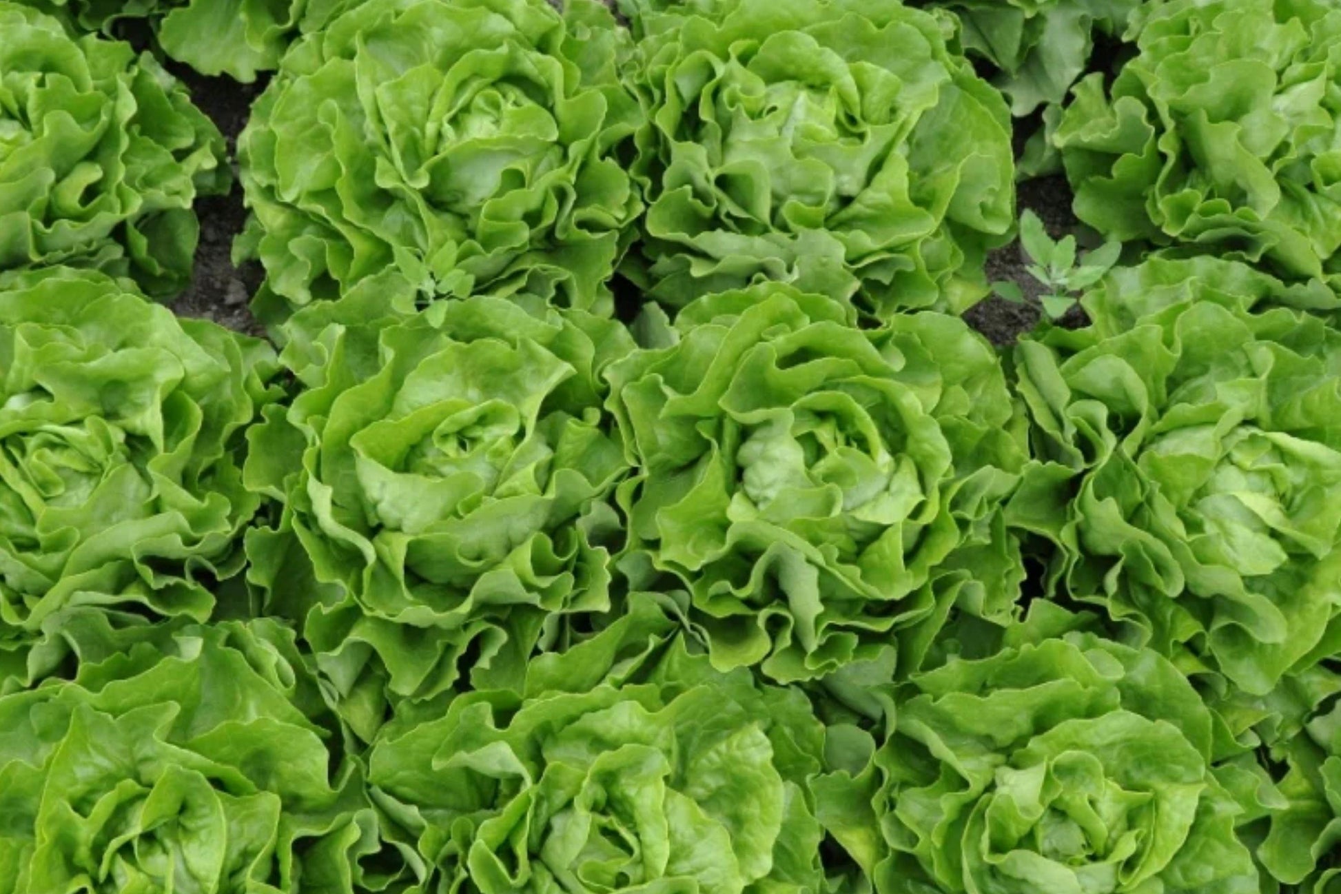 Tom Thumb Butterhead Lettuce Seeds - Heirloom Non-GMO Compact Mini Bibb Lettuce for Small Gardens & Containers