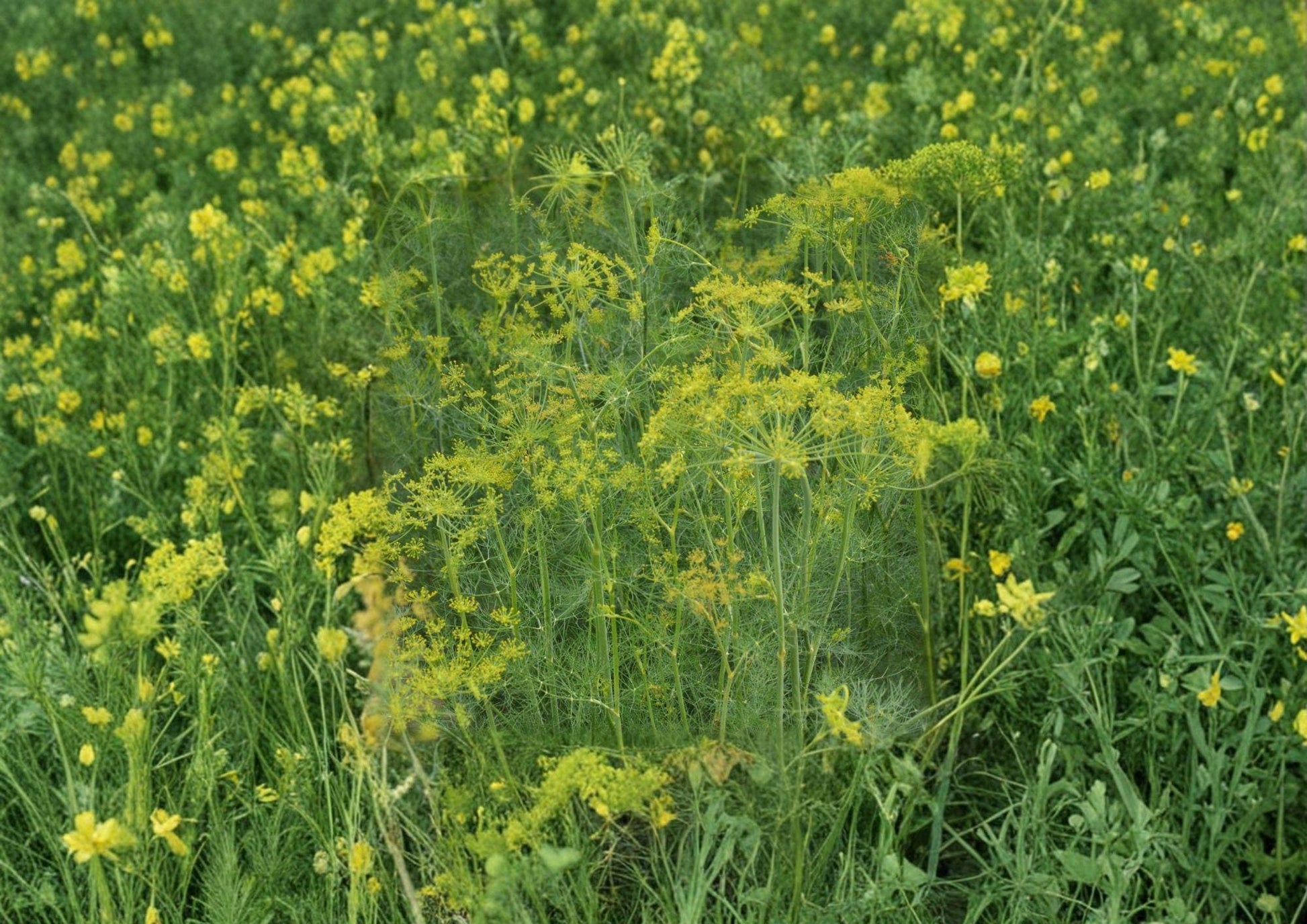 Dill Herb Seeds 500 Pack – Anethum graveolens Bouquet, Aromatic, Culinary, Heirloom, Fast-Growing Annual