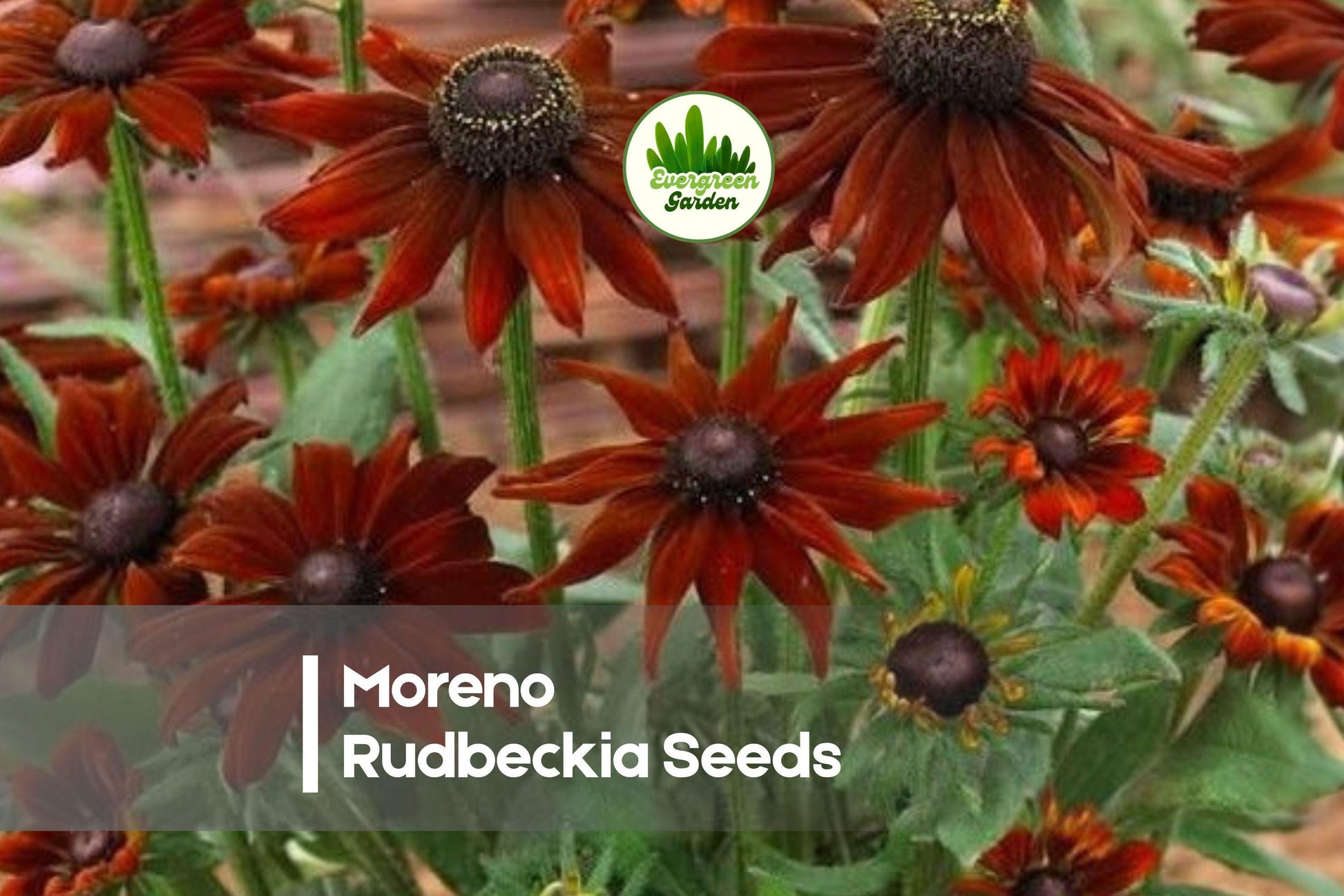 Moreno Rudbeckia Seeds – 200 Red Bronze Mahogany Blooms, Full Sun, Easy Grow, Pollinator Friendly, Rudbeckia hirta