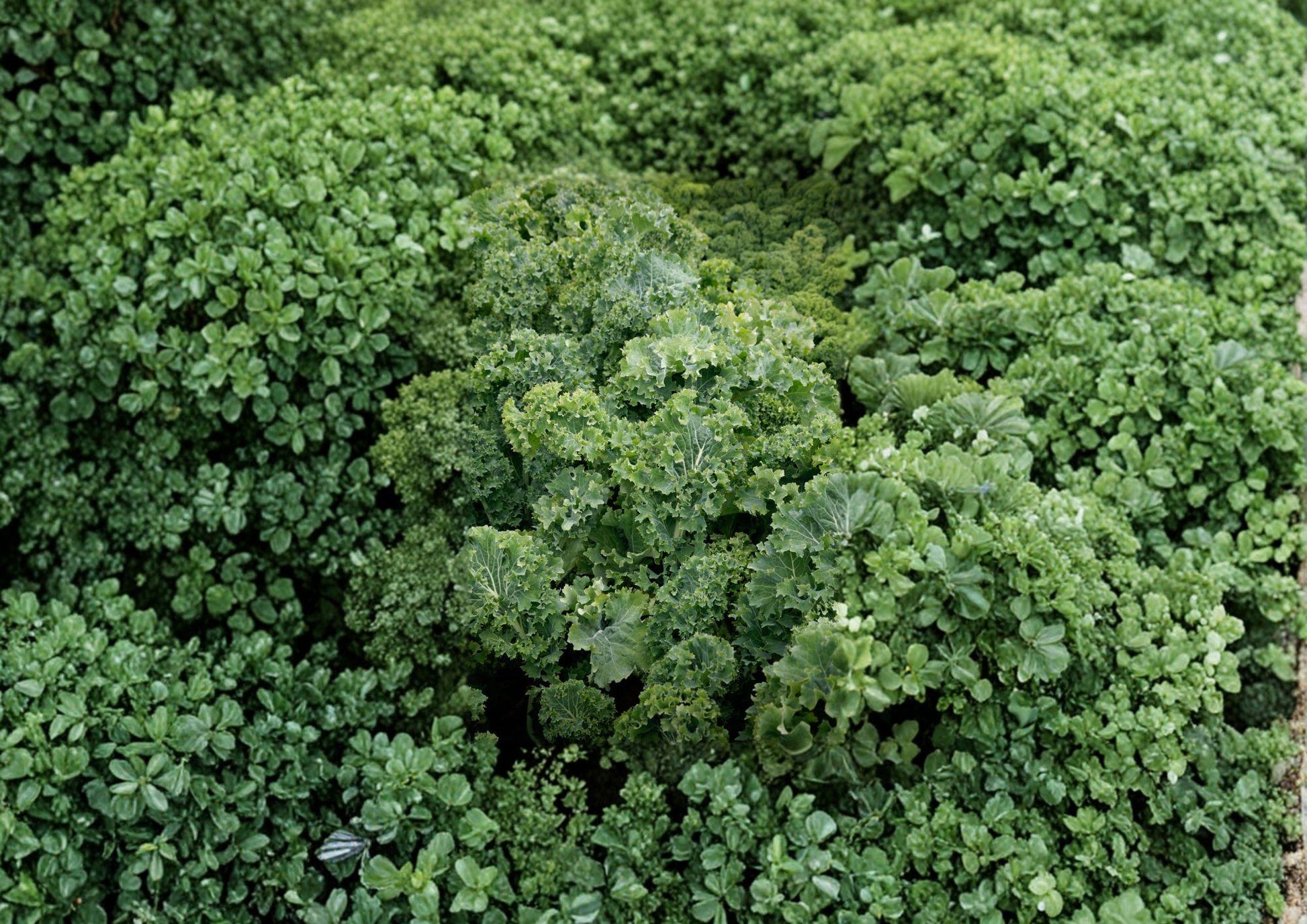 Dwarf Siberian Improved Kale Seeds – Heirloom, Cold Hardy, Curled Leaf Vegetable, 500 Seeds