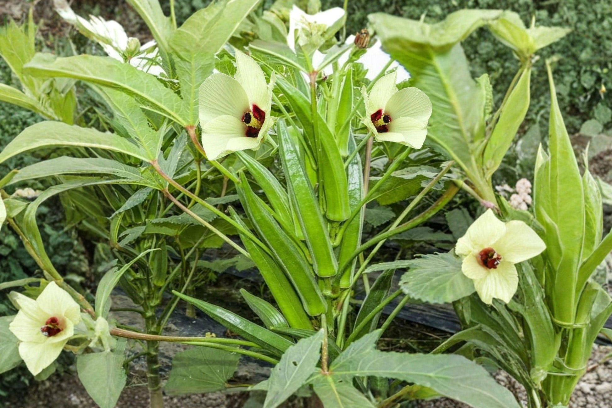 Clemson Spineless Okra Seeds - Heirloom, Non-GMO, High Yield Summer Vegetable, 100 Seeds