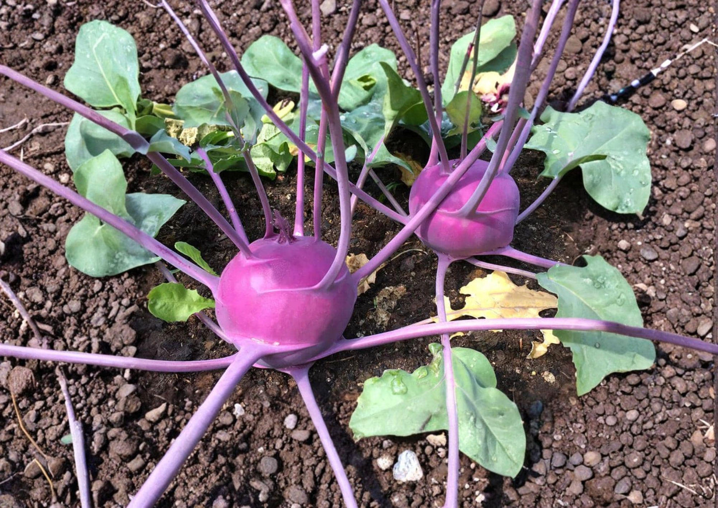 Purple Vienna Kohlrabi Seeds – Heirloom Vegetable, Compact, Edible Leaves, Scientific Brassica oleracea