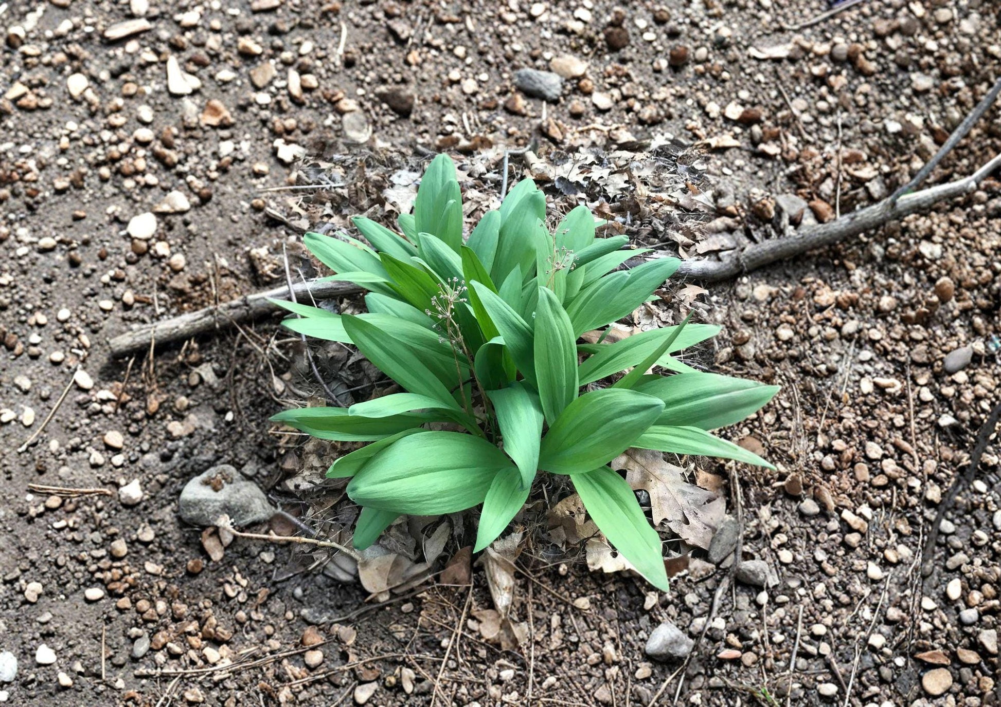 Wild Leek Ramp Seeds – Native Woodland Spring Vegetable, Allium tricoccum, 10 Seeds for Shade Gardens and Forest Edges