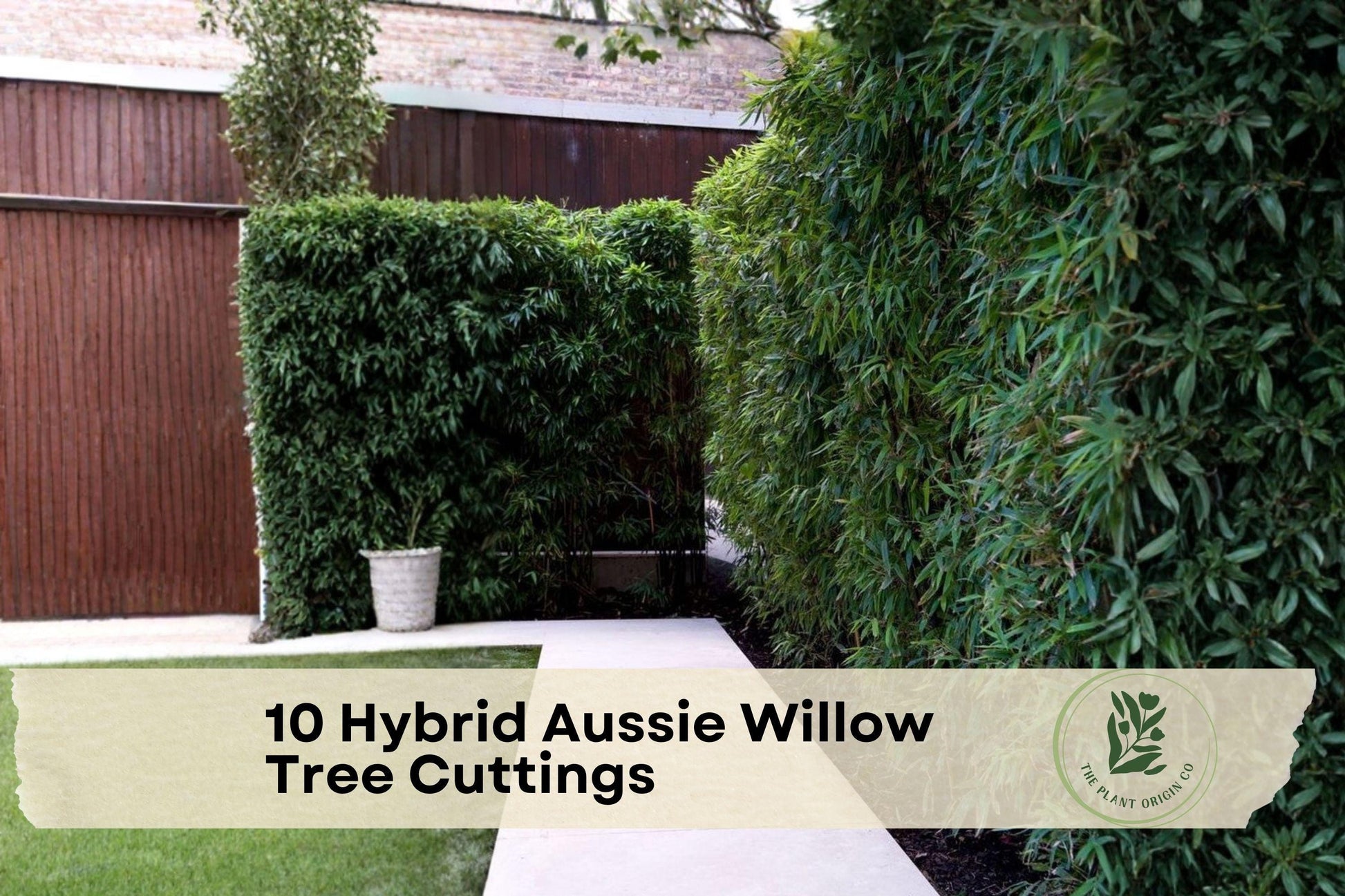 Hybrid Aussie Willow Tree Cuttings – Fast-Growing Salix Hybrid for Privacy, Shade & Windbreaks