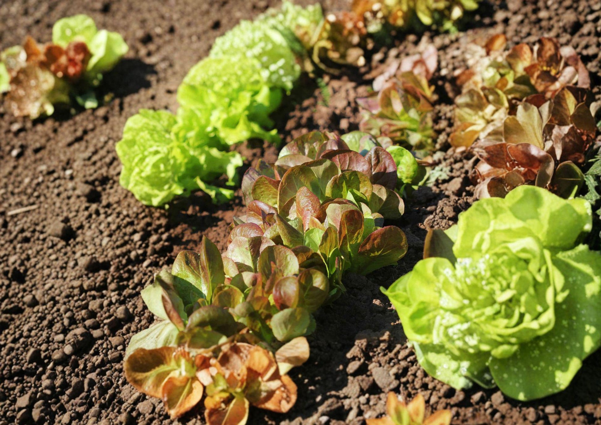 Rouge De Hiver Red Romaine Lettuce Seeds, French Heirloom, Cold Hardy, Crisp, Burgundy-Tinted Leaves, Lactuca sativa