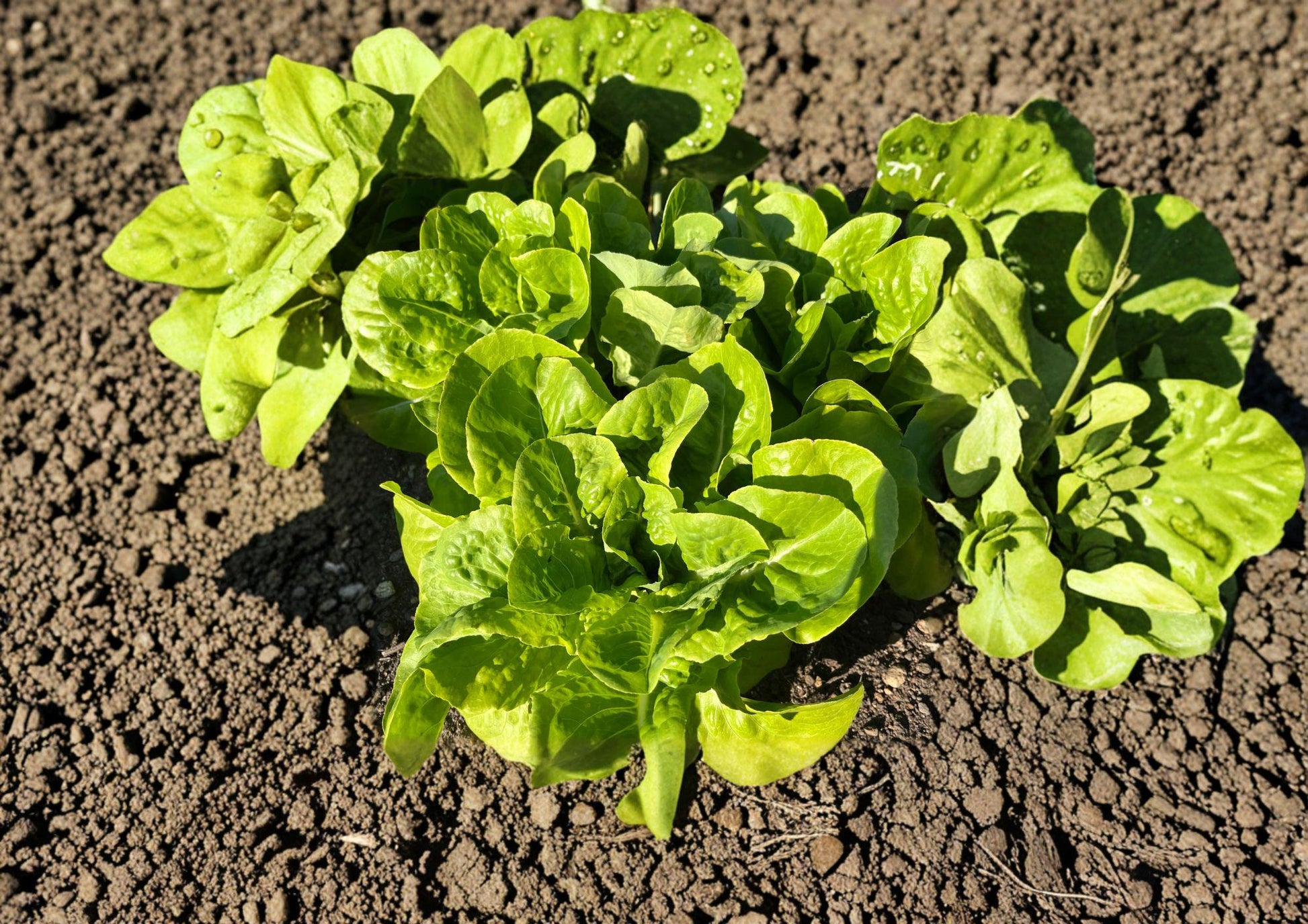 Buttercrunch Butterhead Lettuce Seeds - Heirloom Bibb Type, Tender Crisp Garden Vegetable, 1000 Seeds