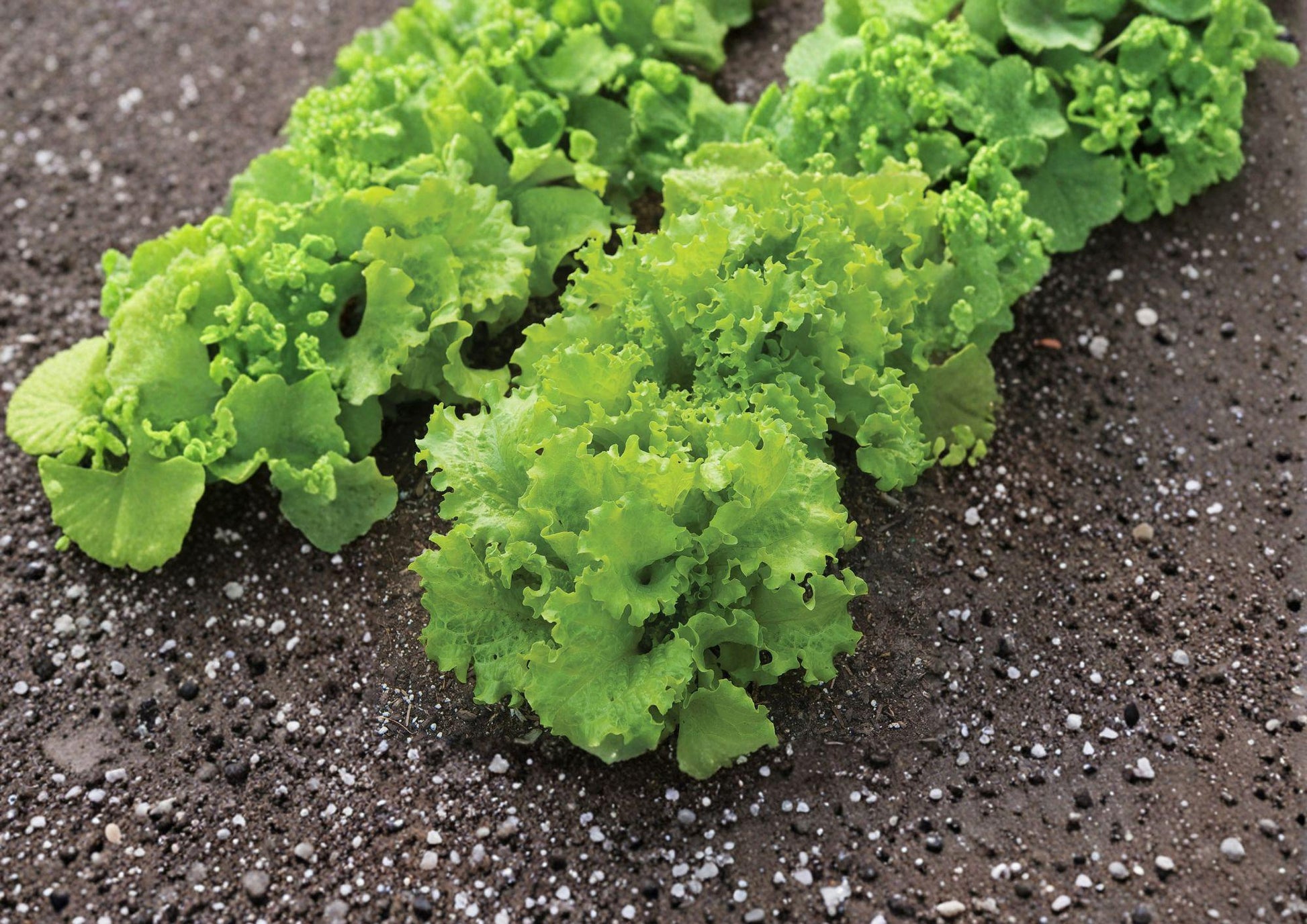 Black Seeded Simpson Lettuce Seeds, Heirloom Loose Leaf, Fast Growing Garden Vegetable, Cool-Season, 1000 Seeds