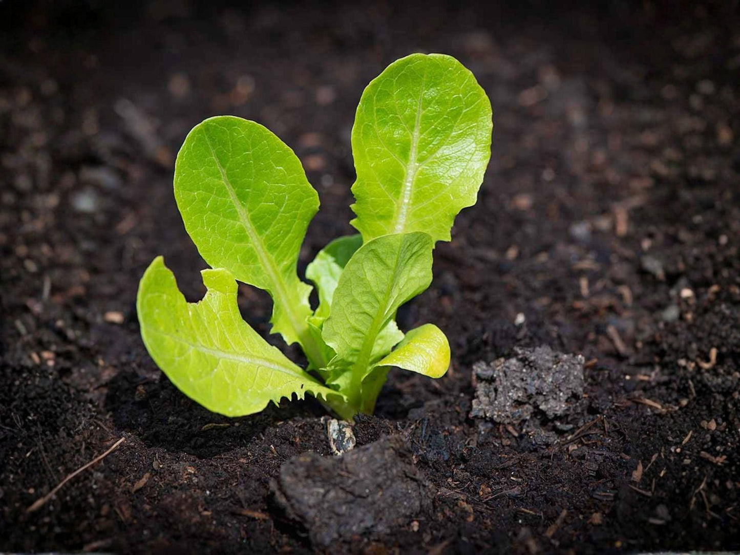 Tom Thumb Butterhead Lettuce Seeds – Mini Bibb Heirloom Compact Garden Vegetable, Lactuca sativa, 1000 Seeds