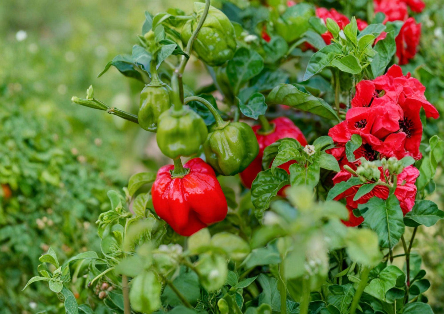 Heirloom Scotch Bonnet Red Pepper Seeds – 25 Chili Vegetable Seeds for Caribbean Cuisine, Hot Sauce, Jerk Seasoning