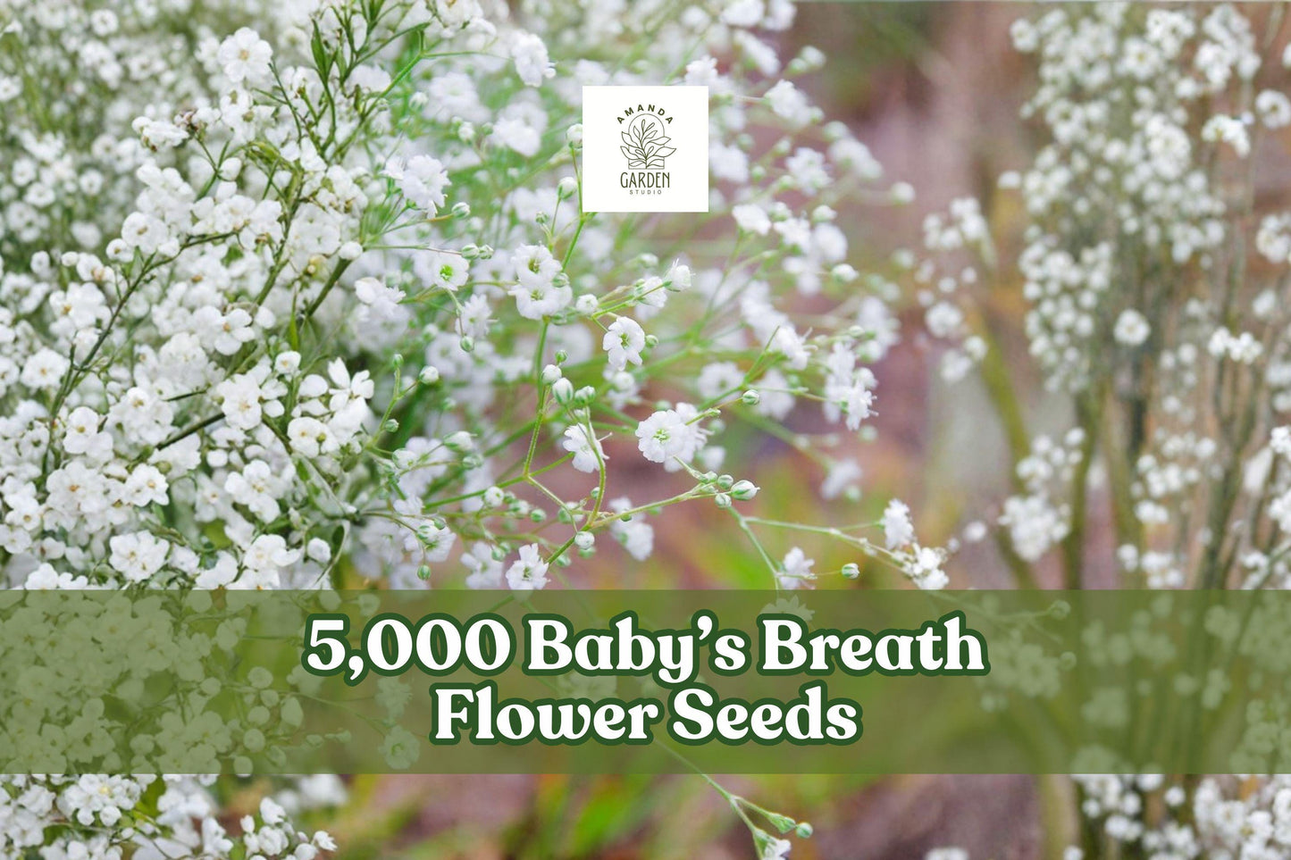 Baby’s Breath Flower Seeds – 5,000 Gypsophila elegans Annual White Blooms for Garden Beds & Borders