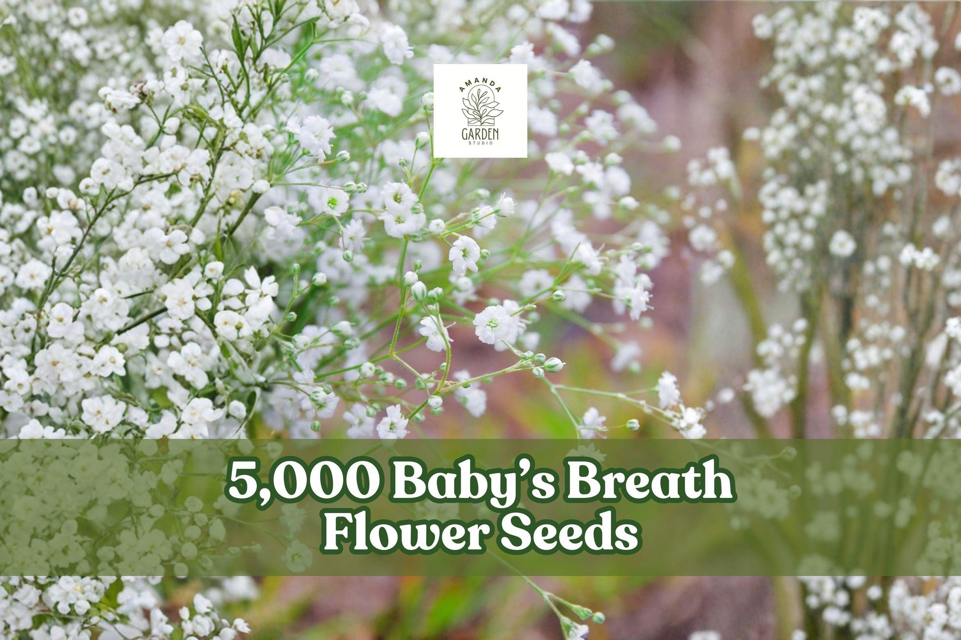 Baby’s Breath Flower Seeds – 5,000 Gypsophila elegans Annual White Blooms for Garden Beds & Borders