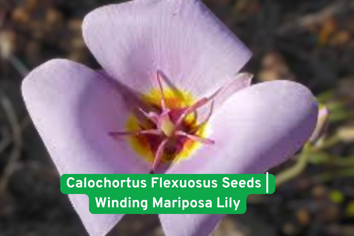 calochortus seeds, wildflower seeds, native plant seeds, meadow flower seeds, rock garden plants, pollinator friendly, perennial bulbs, yellow flower seeds, rare wildflower seeds, native California plants, drought tolerant plants, outdoor garden seeds, specialty garden plants
