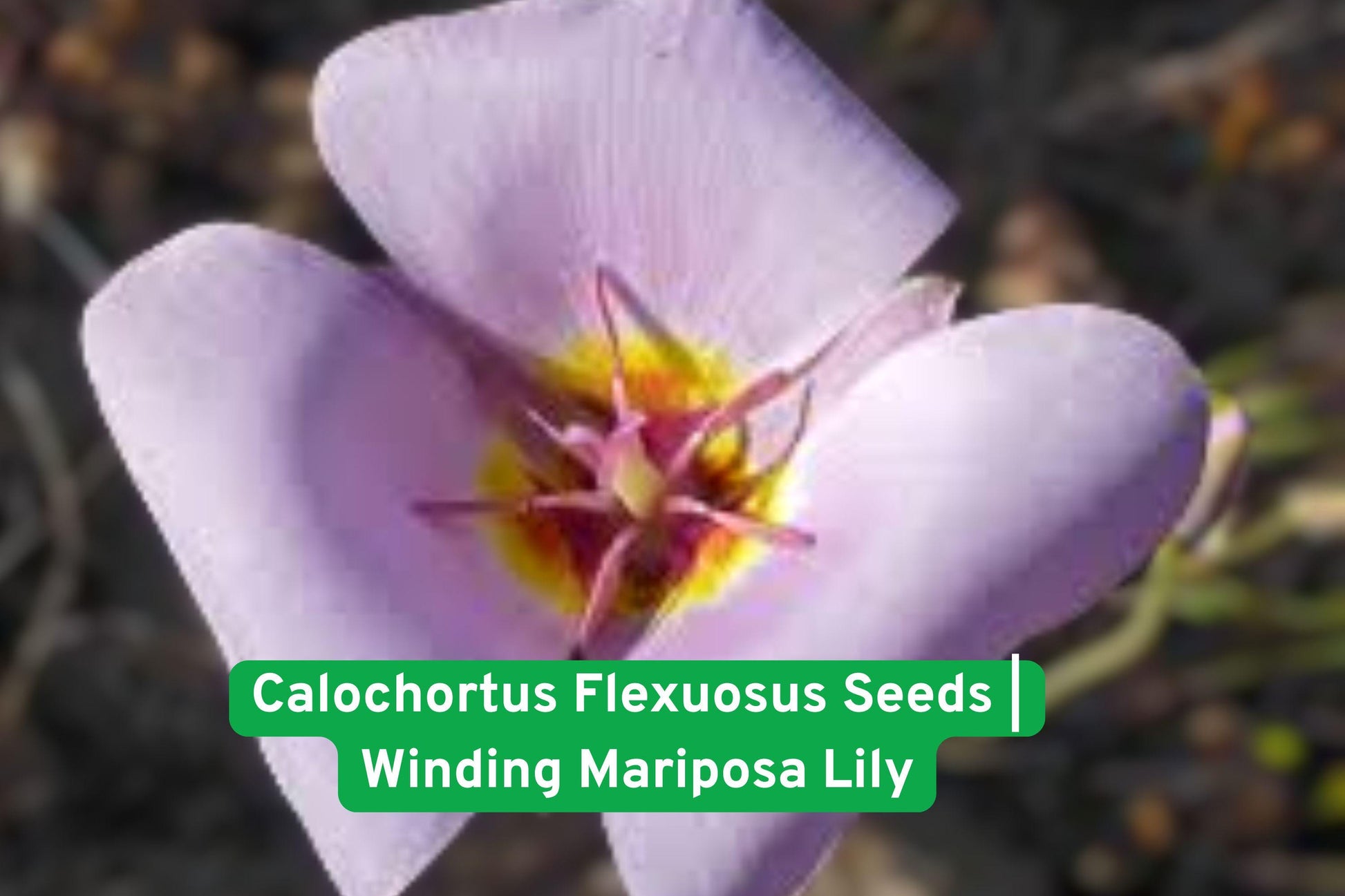 calochortus seeds, wildflower seeds, native plant seeds, meadow flower seeds, rock garden plants, pollinator friendly, perennial bulbs, yellow flower seeds, rare wildflower seeds, native California plants, drought tolerant plants, outdoor garden seeds, specialty garden plants