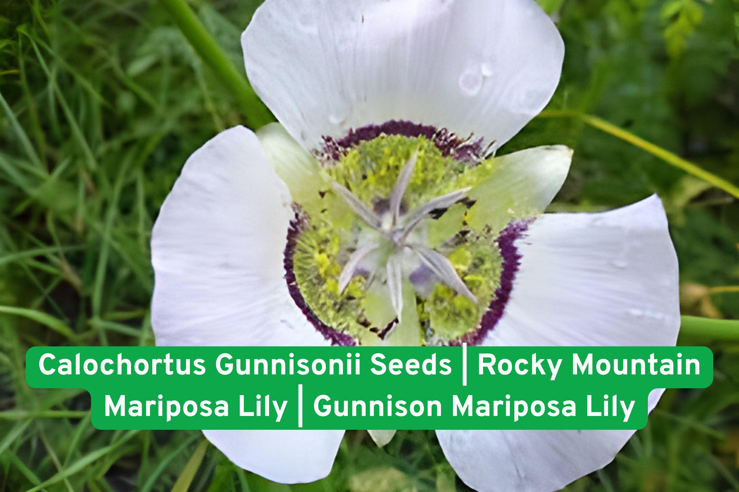 wildflower seeds, native plant seeds, perennial flower seeds, rock garden plants, alpine garden seeds, meadow wildflower seeds, pollinator-friendly seeds, Calochortus gunnisonii seeds, native wildflower bulbs, pastel flower seeds, drought-tolerant plants, native restoration seeds, outdoor garden seeds