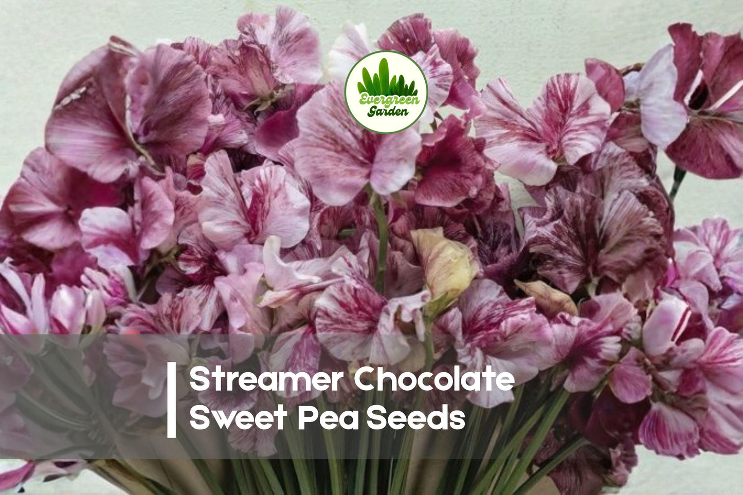 Streamer Chocolate Sweet Pea Seeds, Climbing Annual with Marbled Chocolate and Cream Blooms, Lathyrus odoratus