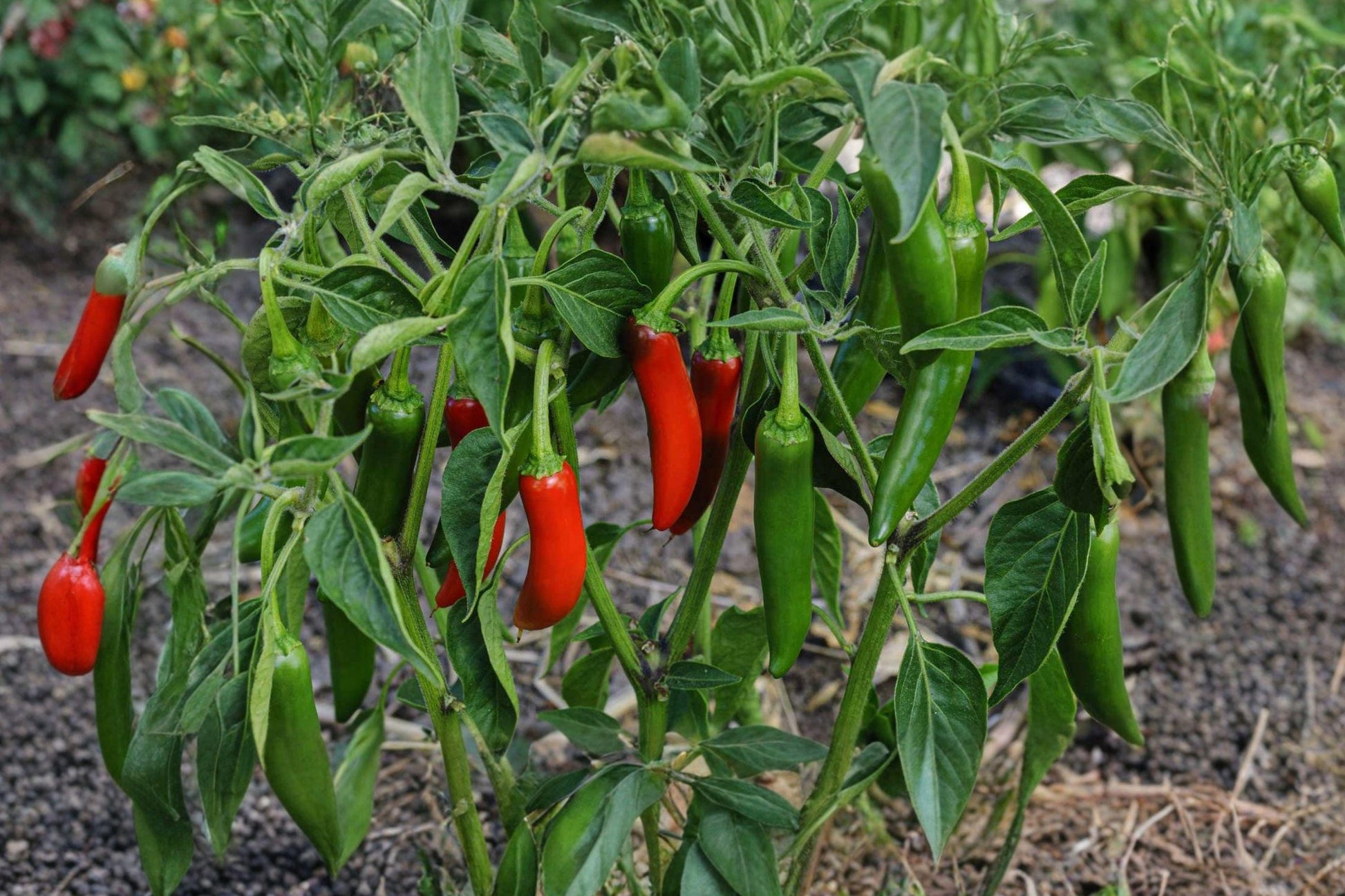 Jalapeno Early Pepper Seeds – 25 Heirloom, Thick Walled, Medium Heat, Hot Pepper Seeds for Home Garden & Container Growing