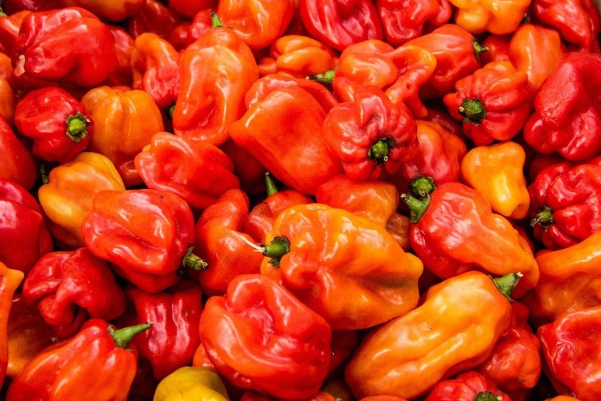 Scotch Bonnet Red Pepper Seeds – Heirloom Super Hot Chili for Caribbean Cuisine – 25 Pack