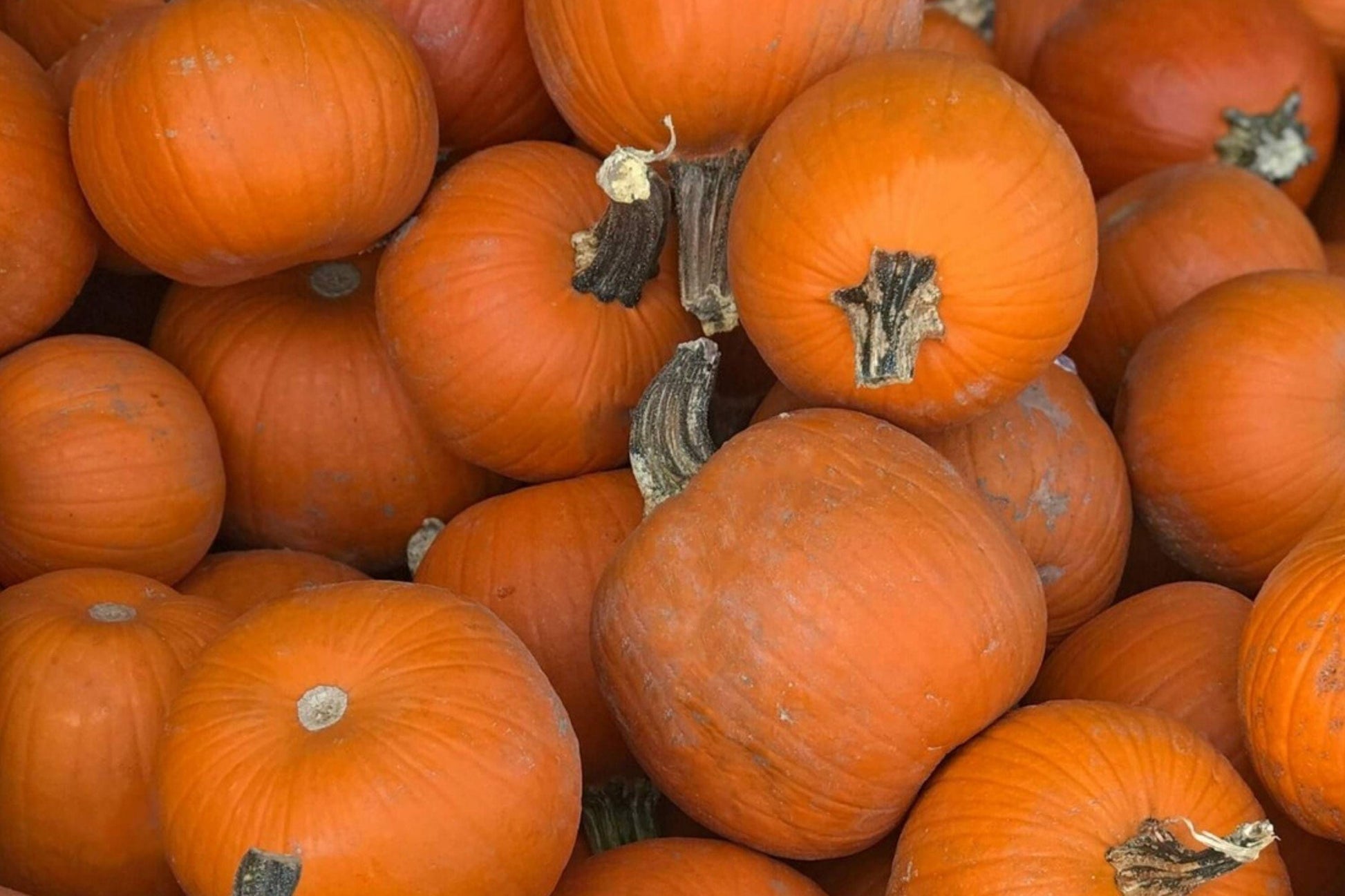 Small Sugar Pumpkin Seeds – Heirloom Pie Pumpkin for Baking and Roasting, Compact Vining Plant, Cucurbita pepo