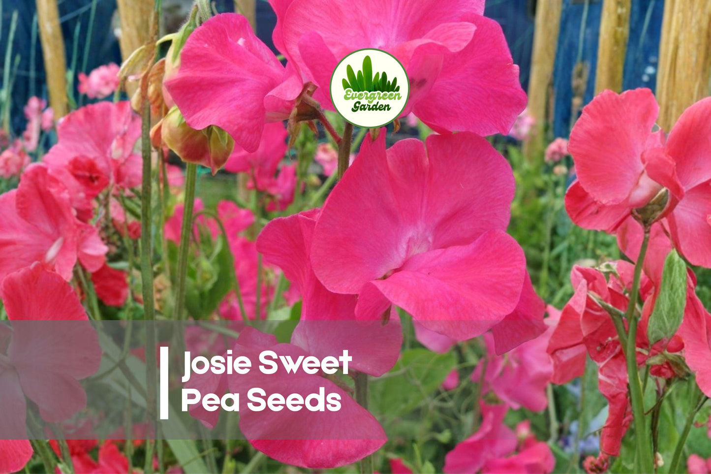 Josie Sweet Pea Seeds – Light Pink Fragrant Climbing Vine for Trellises & Cut Flowers – Lathyrus odoratus, 50 Seeds