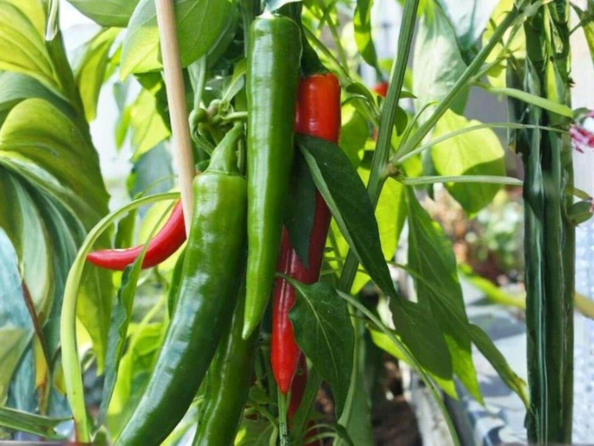 Anaheim Hot Pepper Seeds – Mild Heirloom Chili for Roasting, Stuffing, Grilling – Capsicum annuum, 25 Seeds