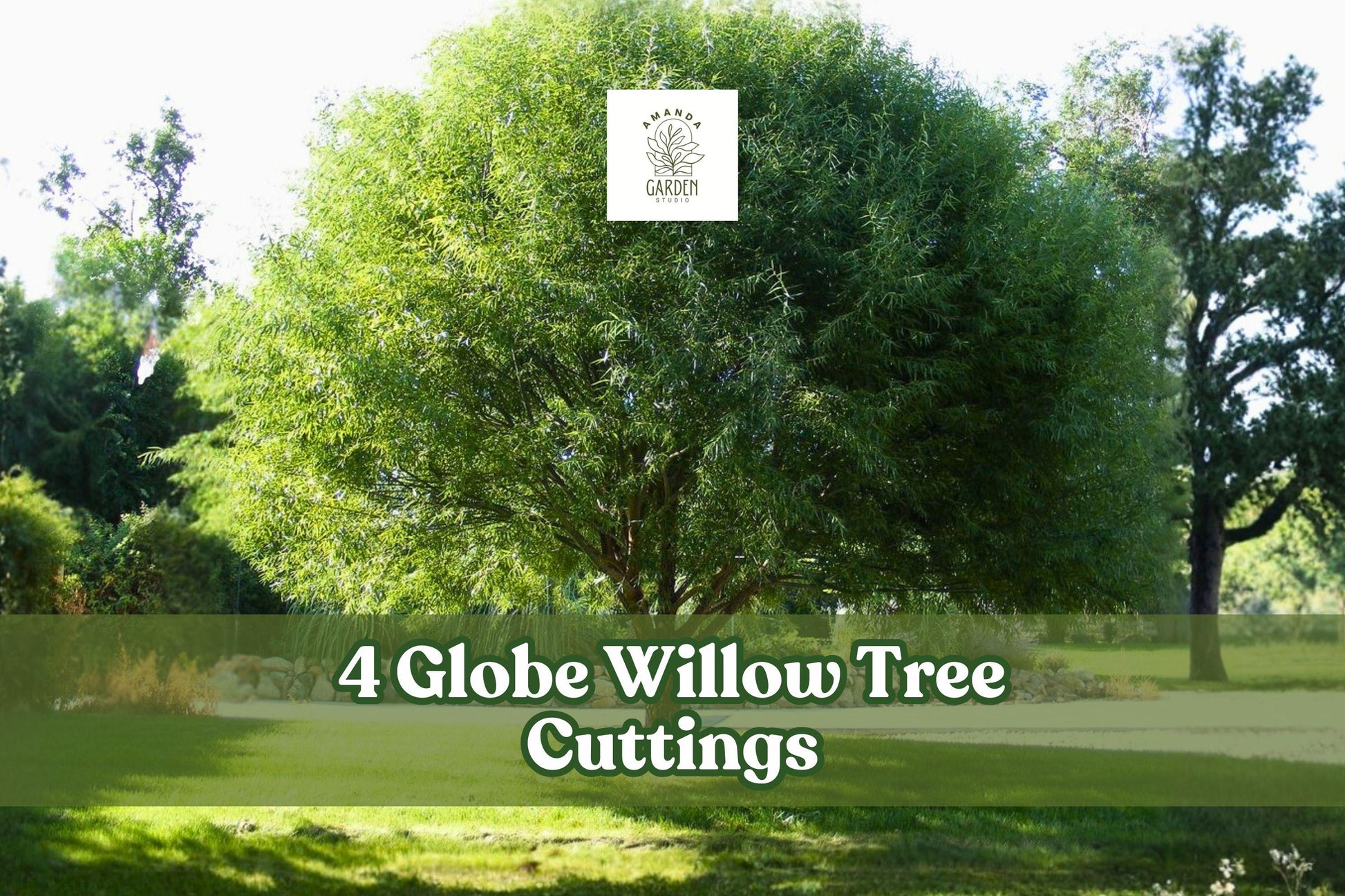 4 Globe Willow Tree Cuttings for Planting | Salix matsudana ‘Globe’ | Fast-Growing Ornamental Shade & Privacy Tree