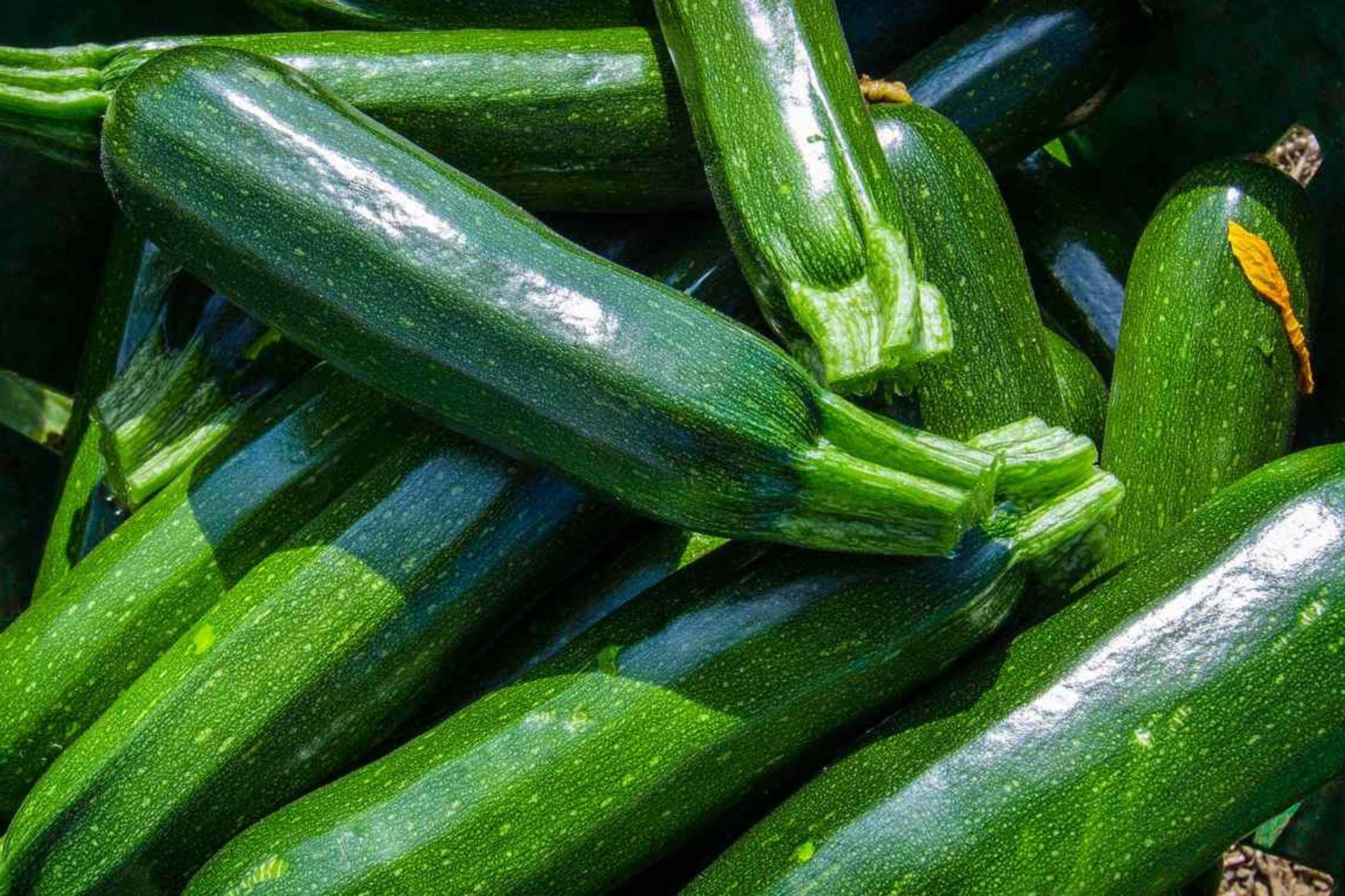 Dark Green Zucchini Seeds | Heirloom Summer Squash, High Yield, Non-GMO, Easy Grow | Cucurbita pepo