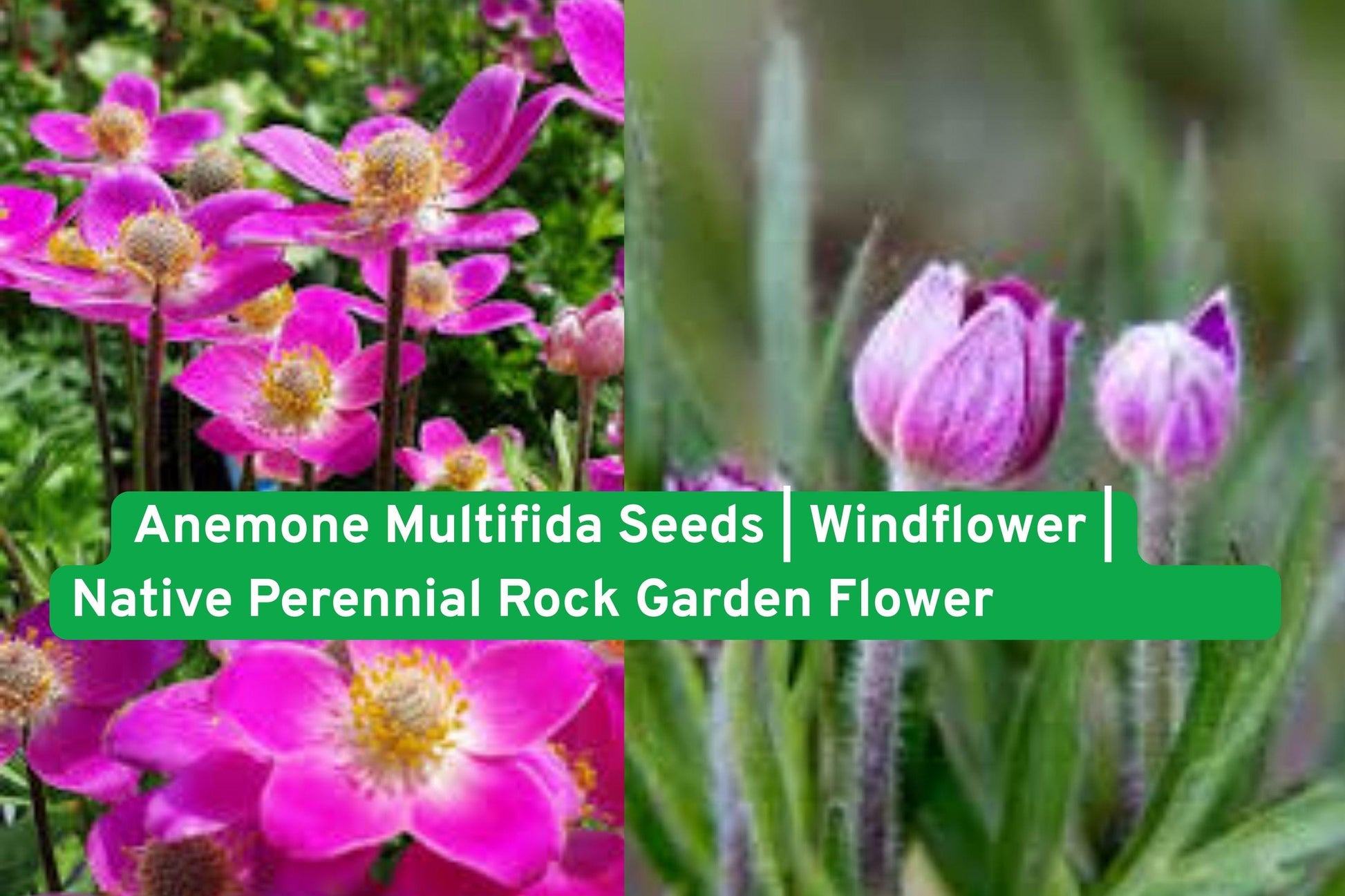 Anemone multifida seeds, native wildflower, perennial rock garden, alpine flower seeds, pollinator friendly seeds, native prairie seeds, colorful wildflower seeds, hardy perennial seeds, native North American, wildflower seed packet, rock garden plant, native pollinator plant