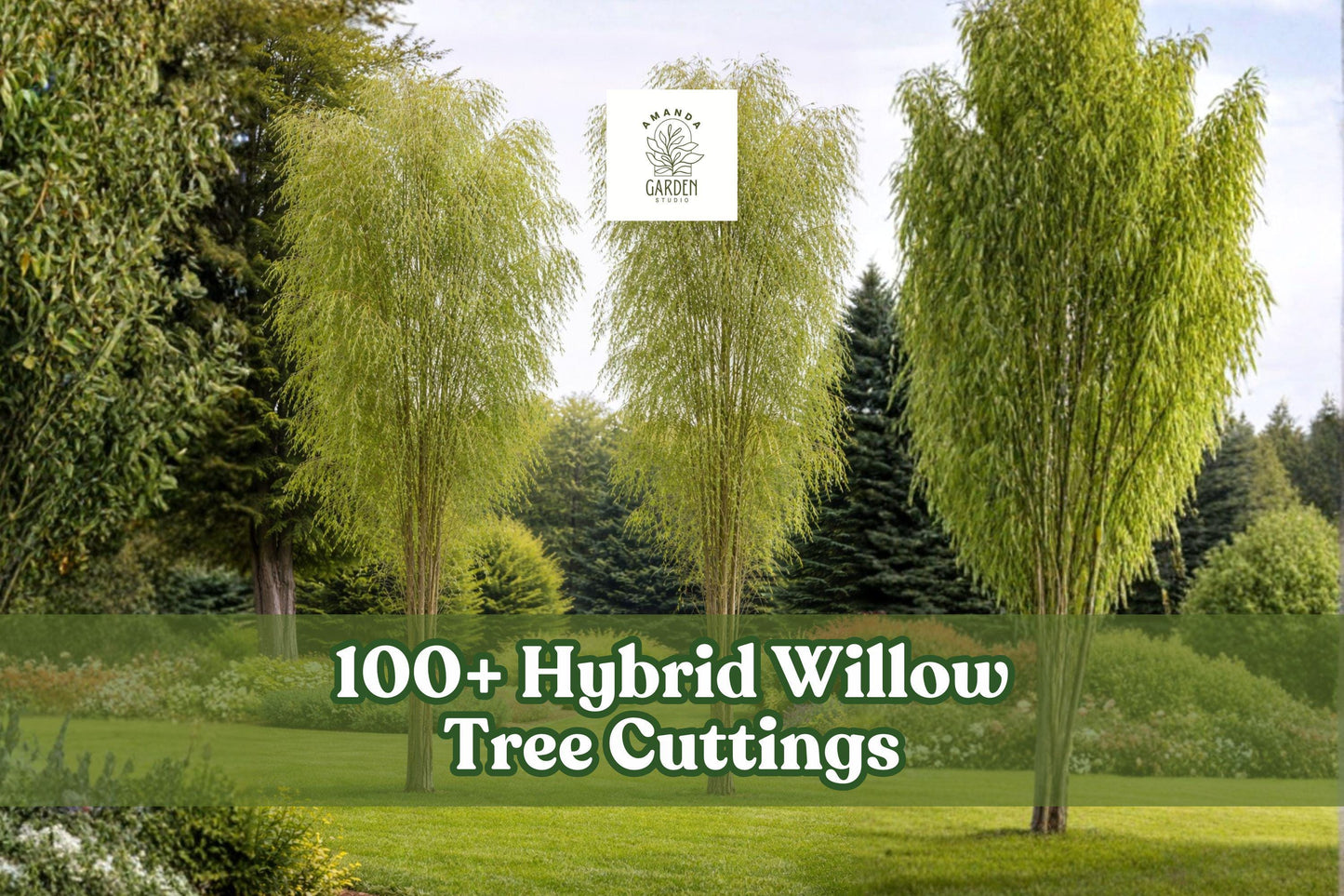 Hybrid Willow Tree Cuttings – 100+ Live Pencil-Size Salix Hybrid for Privacy Hedge, Windbreak & Landscape Screening