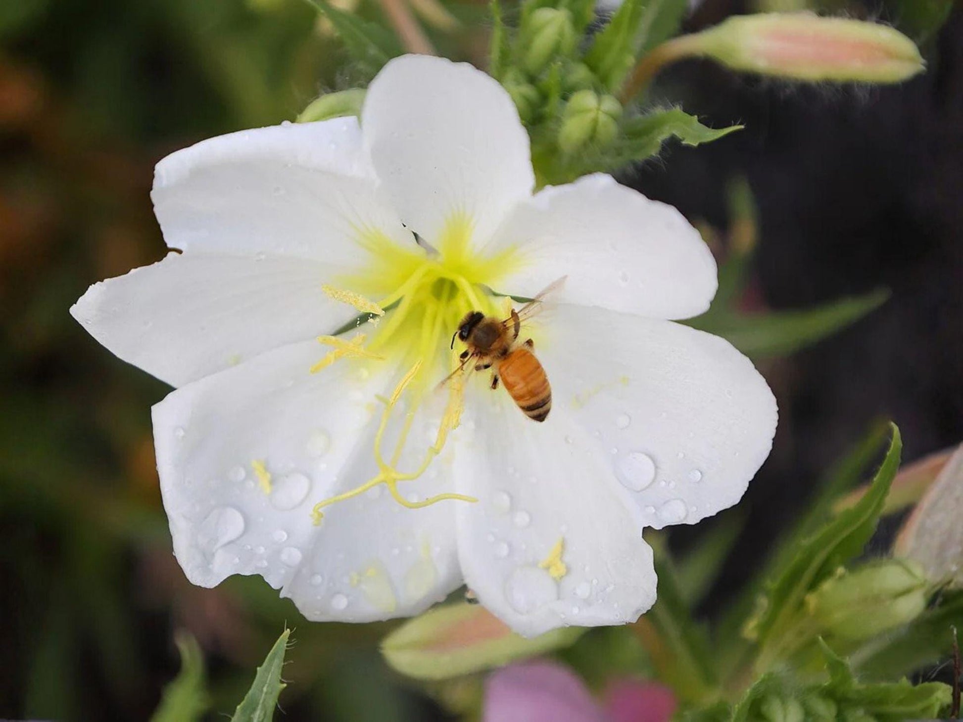 Oenothera pallida Seeds – Pale Evening Primrose – Native Perennial Wildflower for Pollinators & Xeriscapes – 100 Seeds