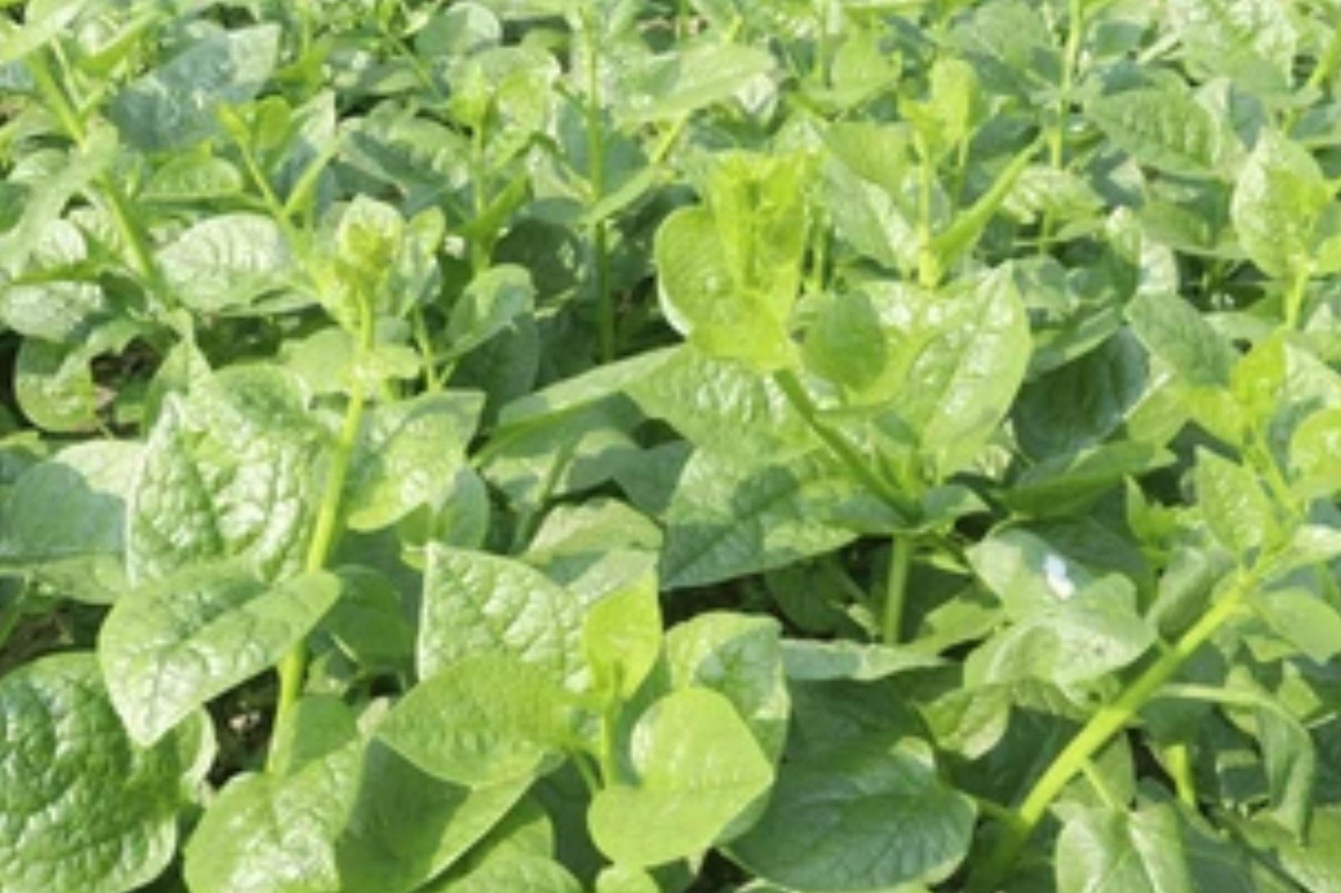 Malabar Spinach Seeds, Heirloom Tropical Climbing Vegetable, Green Vines Supreme, Ipomoea reptans