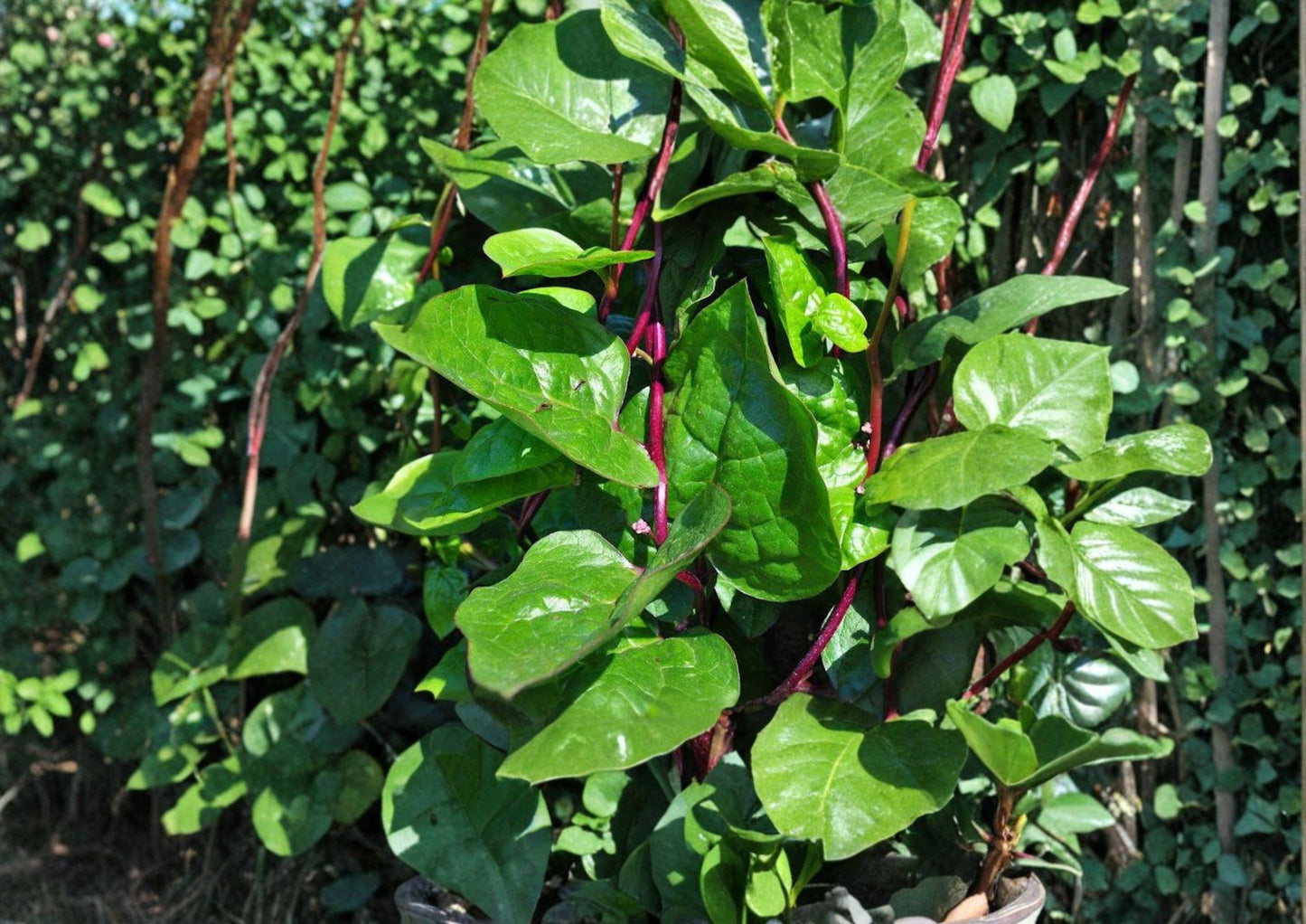 Red Stem Malabar Spinach Seeds – Heirloom Climbing Vegetable for Summer Gardens, Green Leaves with Red Stems, Thrives in Hot Weather