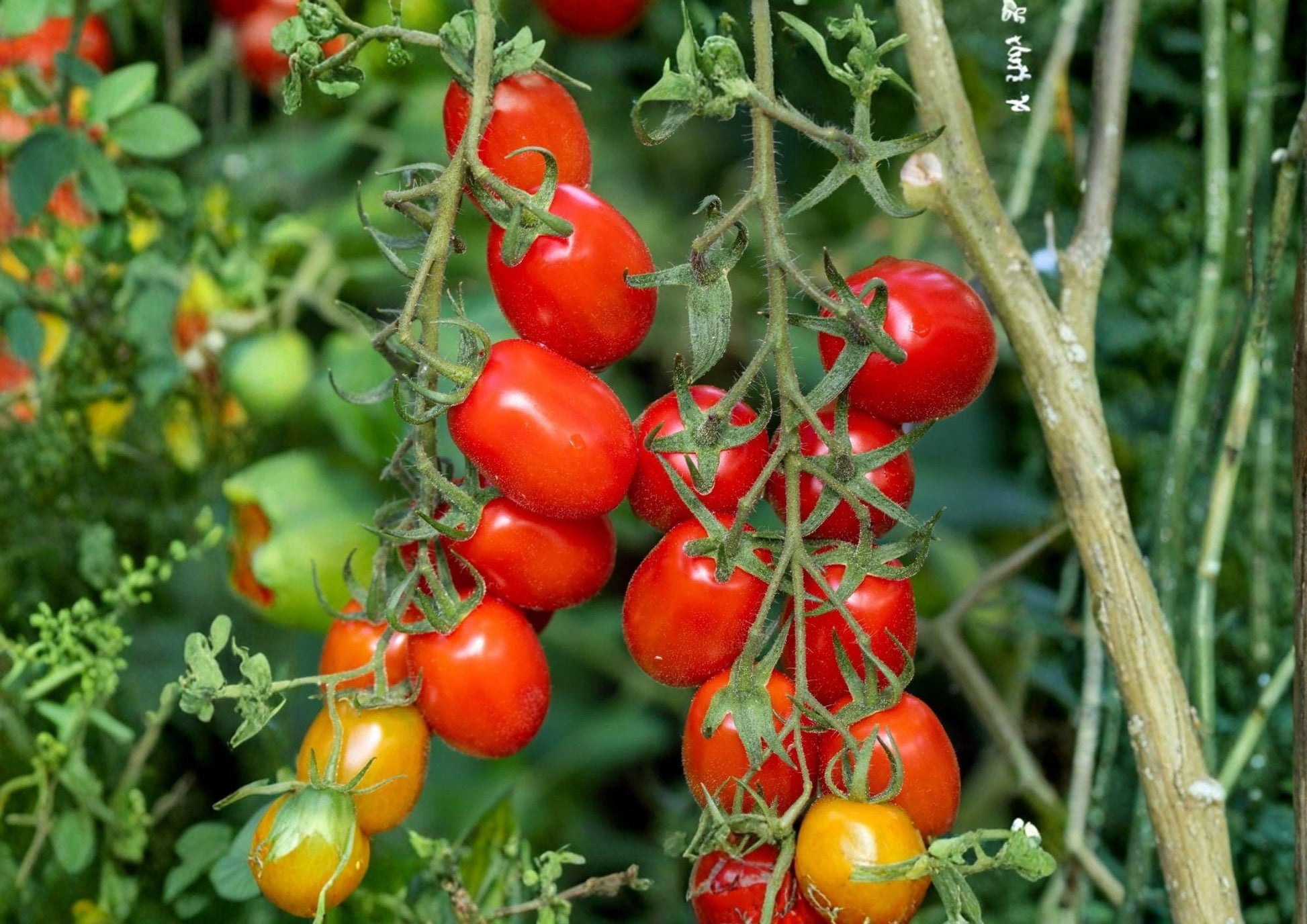 Heirloom Roma Tomato Seeds – Plum Paste Variety for Sauces, Canning, Cooking | Solanum lycopersicum