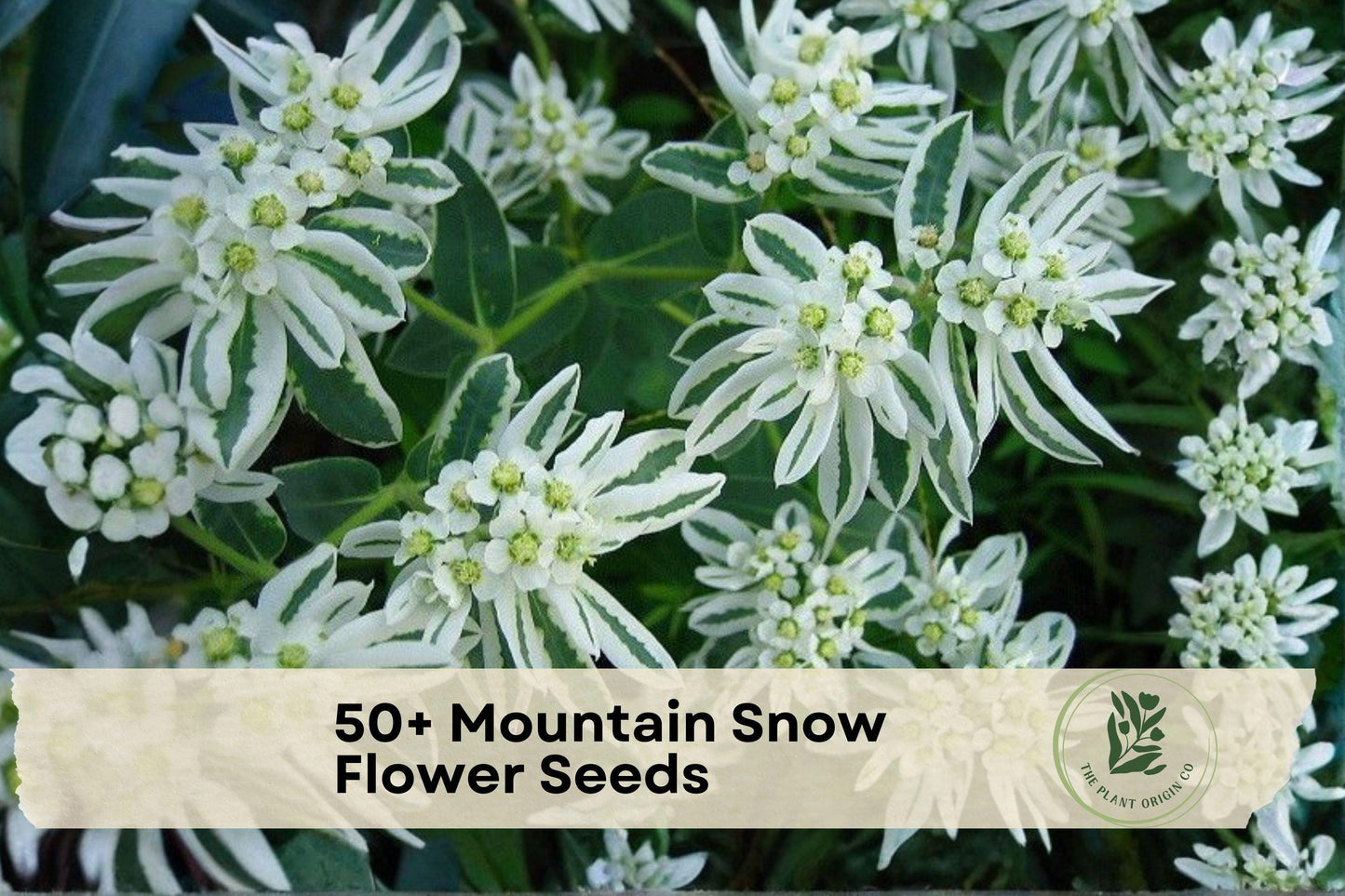 50+ Mountain Snow Flower Seeds - Euphorbia marginata Ornamental Annual for Borders & Gardens, White & Green Variegated Foliage
