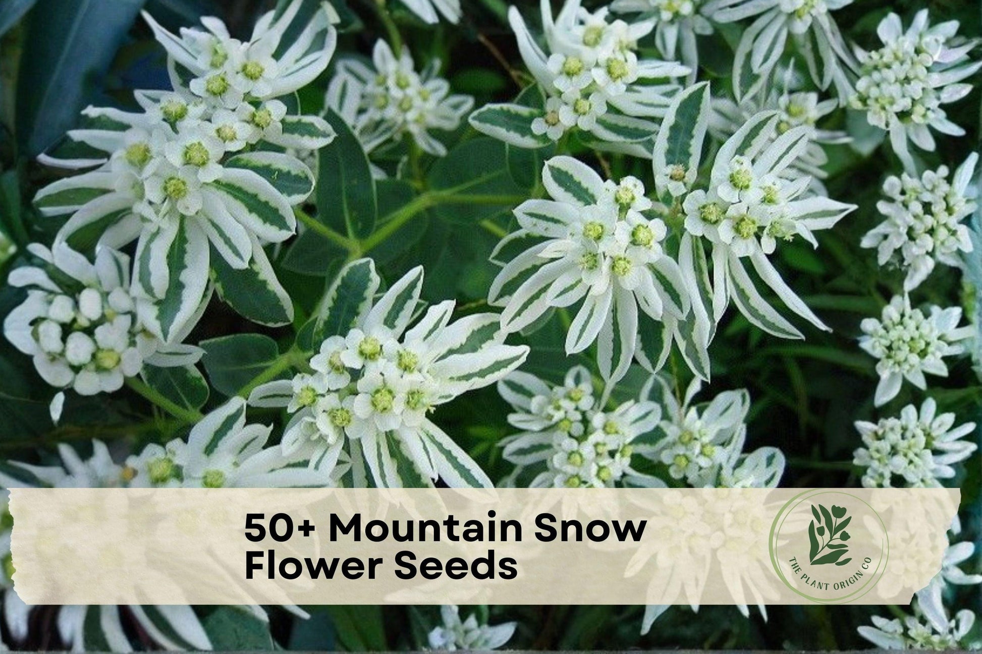 50+ Mountain Snow Flower Seeds - Euphorbia marginata Ornamental Annual for Borders & Gardens, White & Green Variegated Foliage