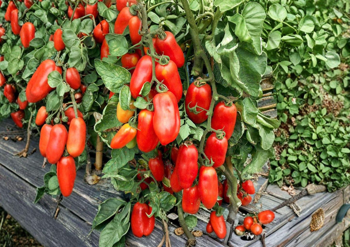 San Marzano Tomato Seeds – Heirloom Italian Paste Variety for Sauces and Canning, Indeterminate, 30 Seeds