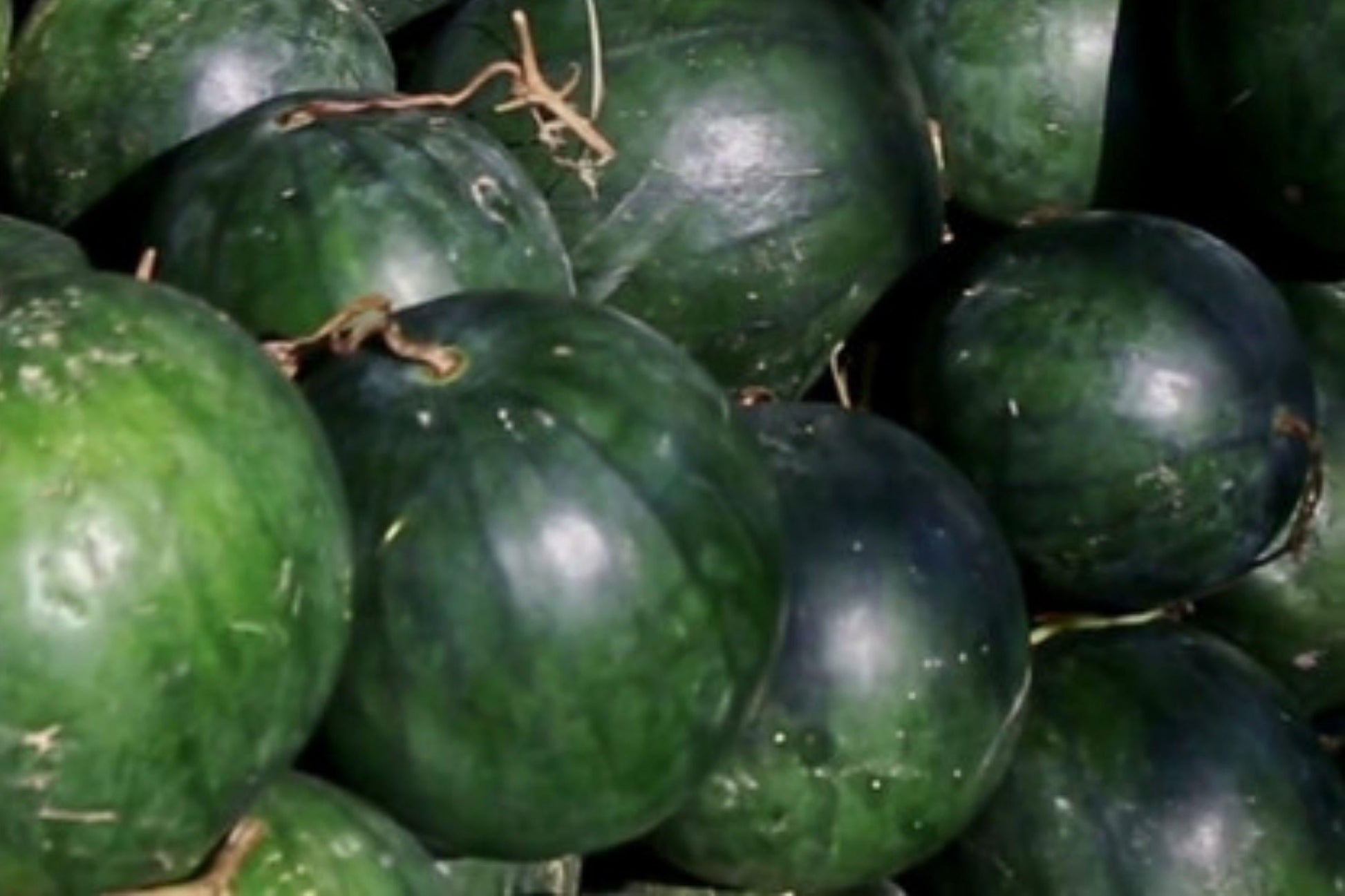 Sugar Baby Watermelon Seeds – Heirloom, Non-GMO, High Yield, Compact Fruit, Citrullus lanatus