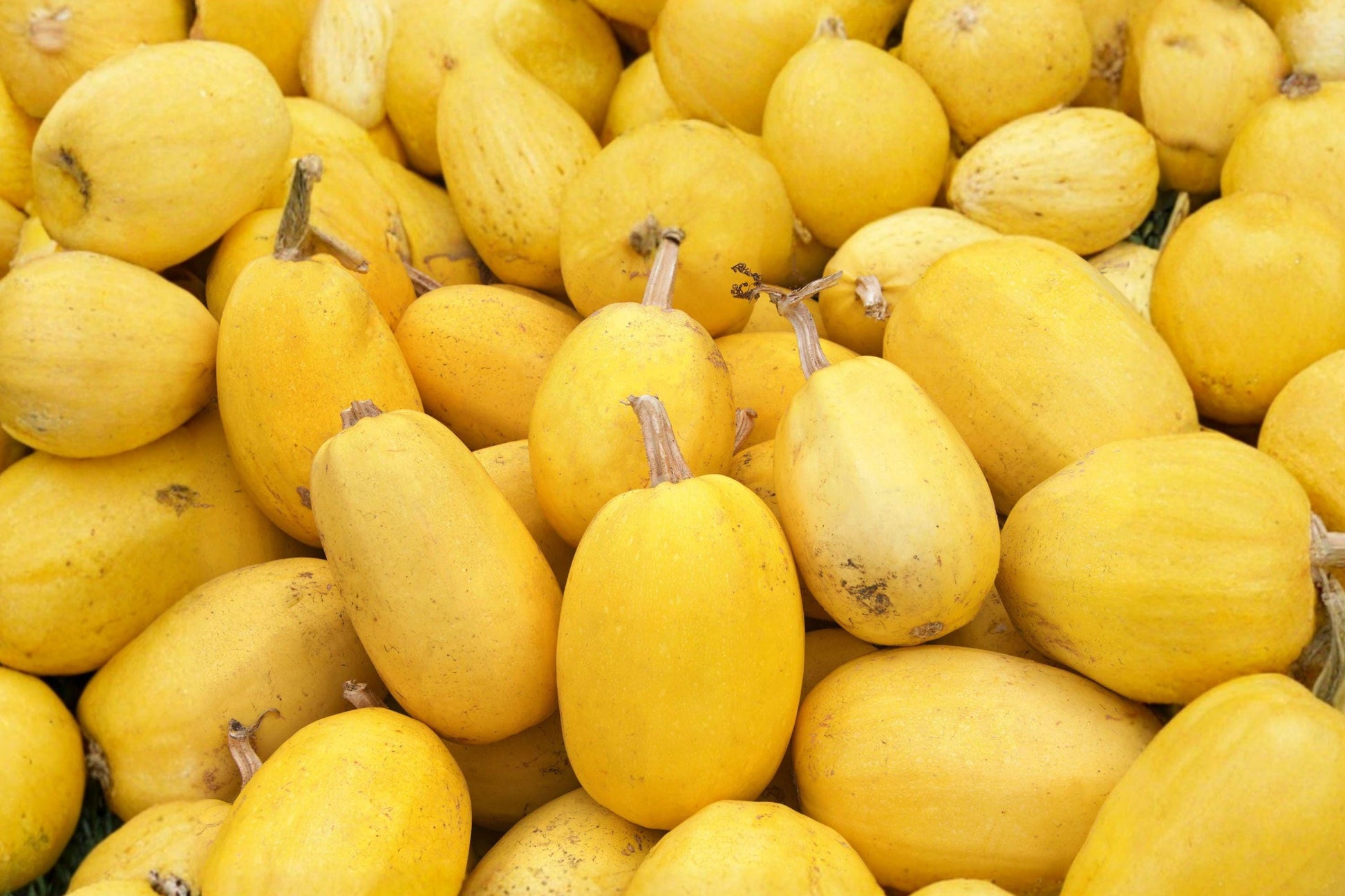 Heirloom Spaghetti Squash Seeds – High Yield Winter Vegetable, Organic, Non-GMO, Gourmet Pasta Substitute, 10 Seeds