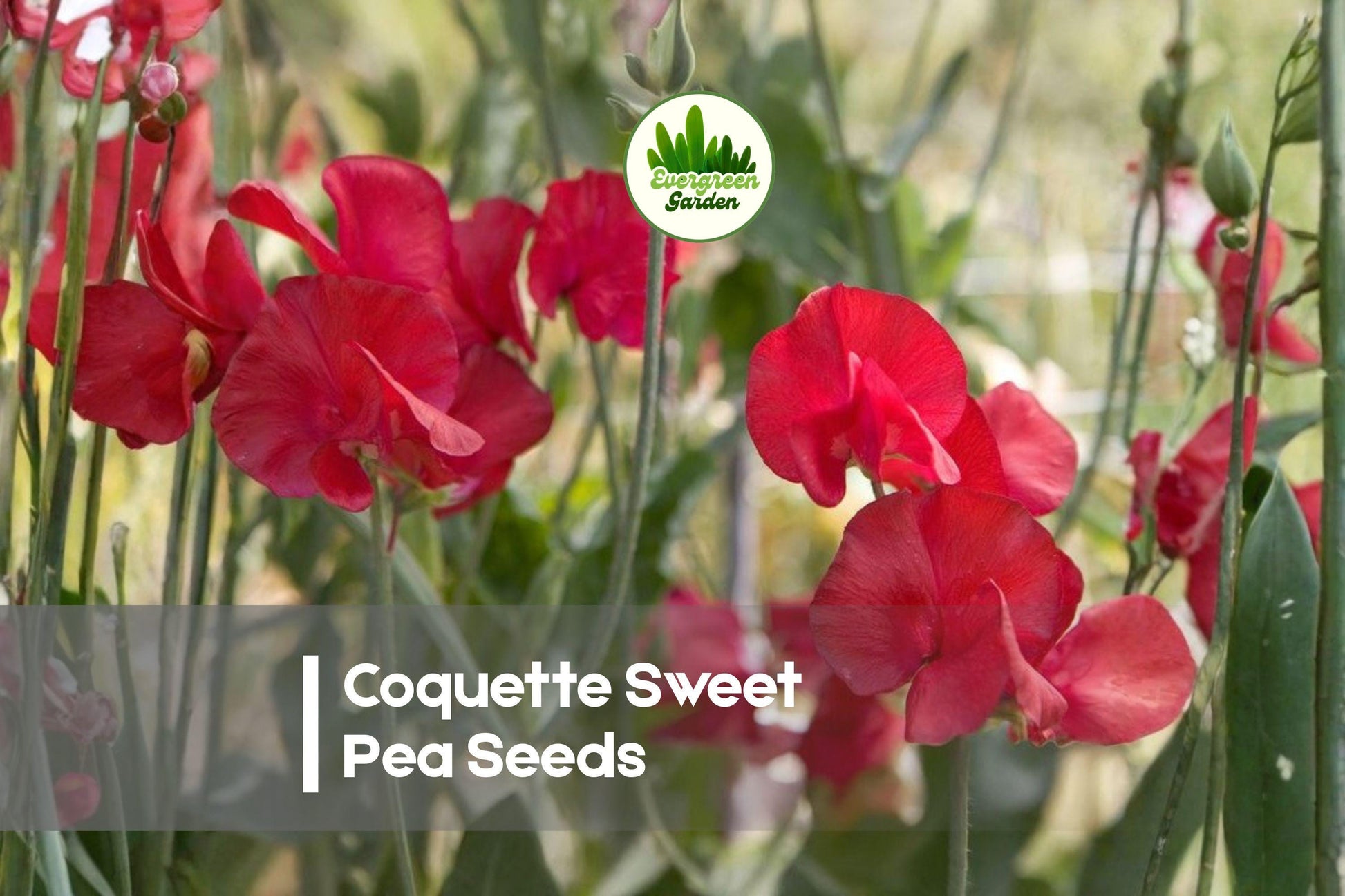 Coquette Sweet Pea Seeds – Pink and Cream Climbing Vine for Gardens, Borders & Cut Flowers – Lathyrus odoratus