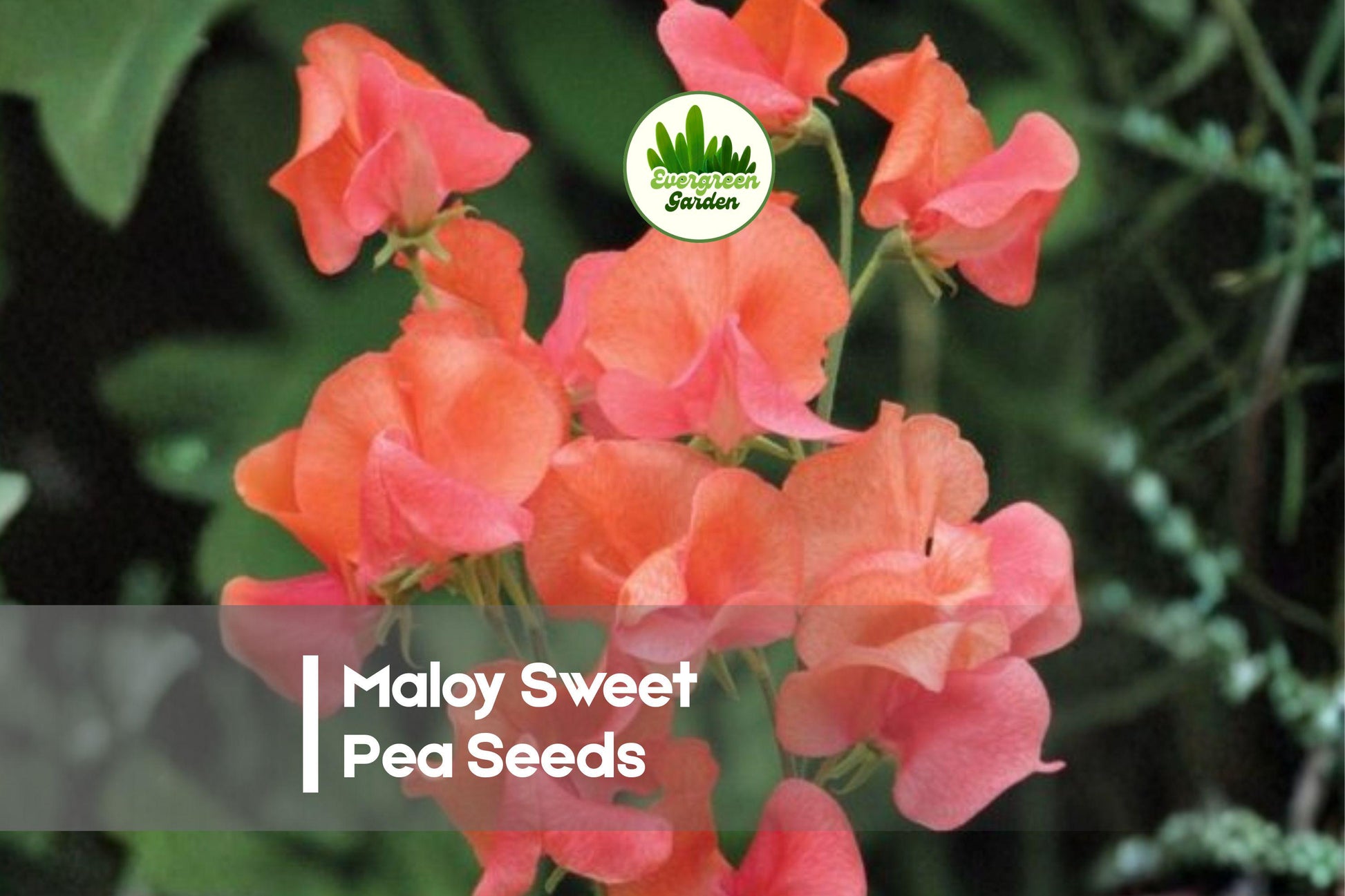 50 Maloy Sweet Pea Seeds, Deep Purple Fragrant Climbing Vine, Lathyrus odoratus, Cool-Season Flower for Trellises & Cut Flowers