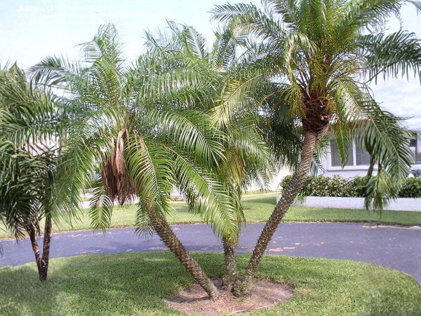 Phoenix Roebelenii Palm Seeds | Dwarf Pygmy Date Palm | Sabal palmetto Native to Southeastern US