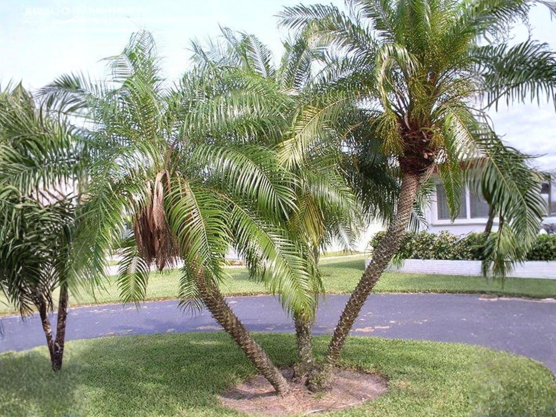 Phoenix Roebelenii Palm Seeds | Dwarf Pygmy Date Palm | Sabal palmetto Native to Southeastern US