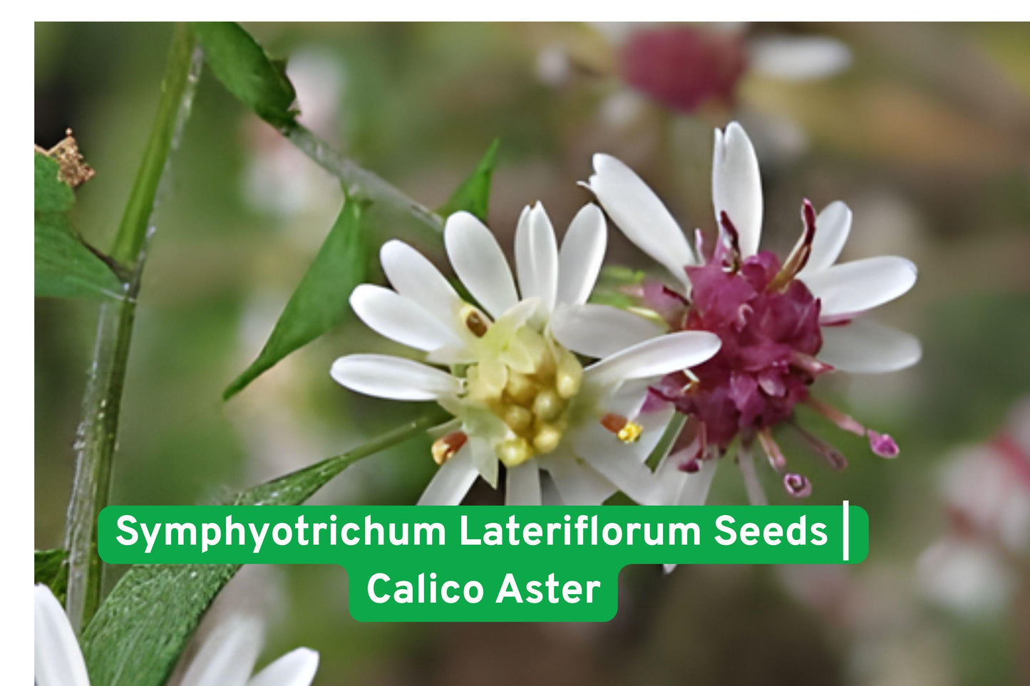 Symphyotrichum seeds,Calico Aster perennial,Native wildflower seeds,Pollinator friendly plant,Late season garden flower,White pink purple blooms,Meadow wildflower seeds,Woodland edge plant,Native perennial seed,Fall blooming flower,Wildflower garden seed,Airy perennial plant,Native pollinator plant