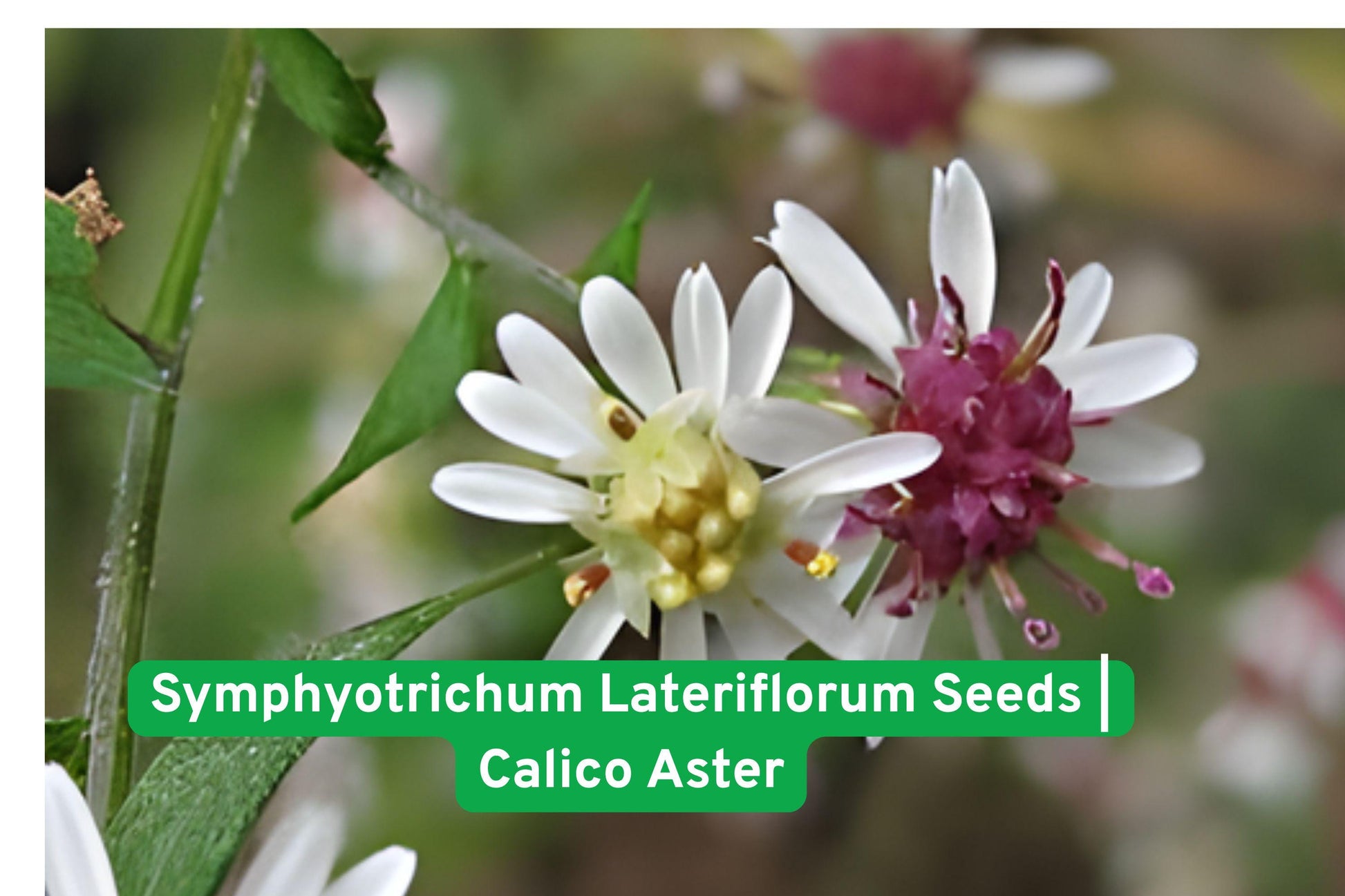 Symphyotrichum seeds,Calico Aster perennial,Native wildflower seeds,Pollinator friendly plant,Late season garden flower,White pink purple blooms,Meadow wildflower seeds,Woodland edge plant,Native perennial seed,Fall blooming flower,Wildflower garden seed,Airy perennial plant,Native pollinator plant
